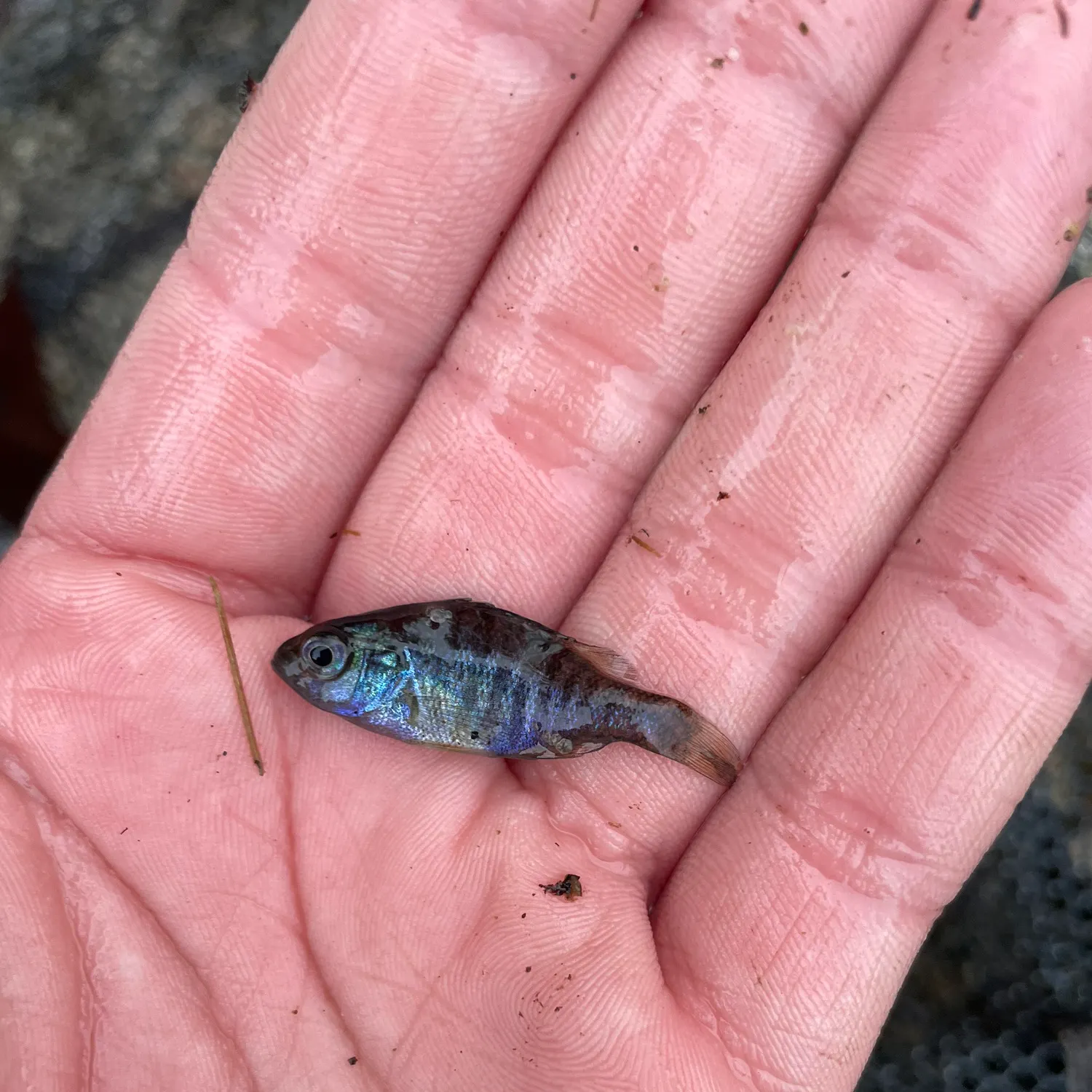The most recent Pumpkinseed catches on Fishbrain