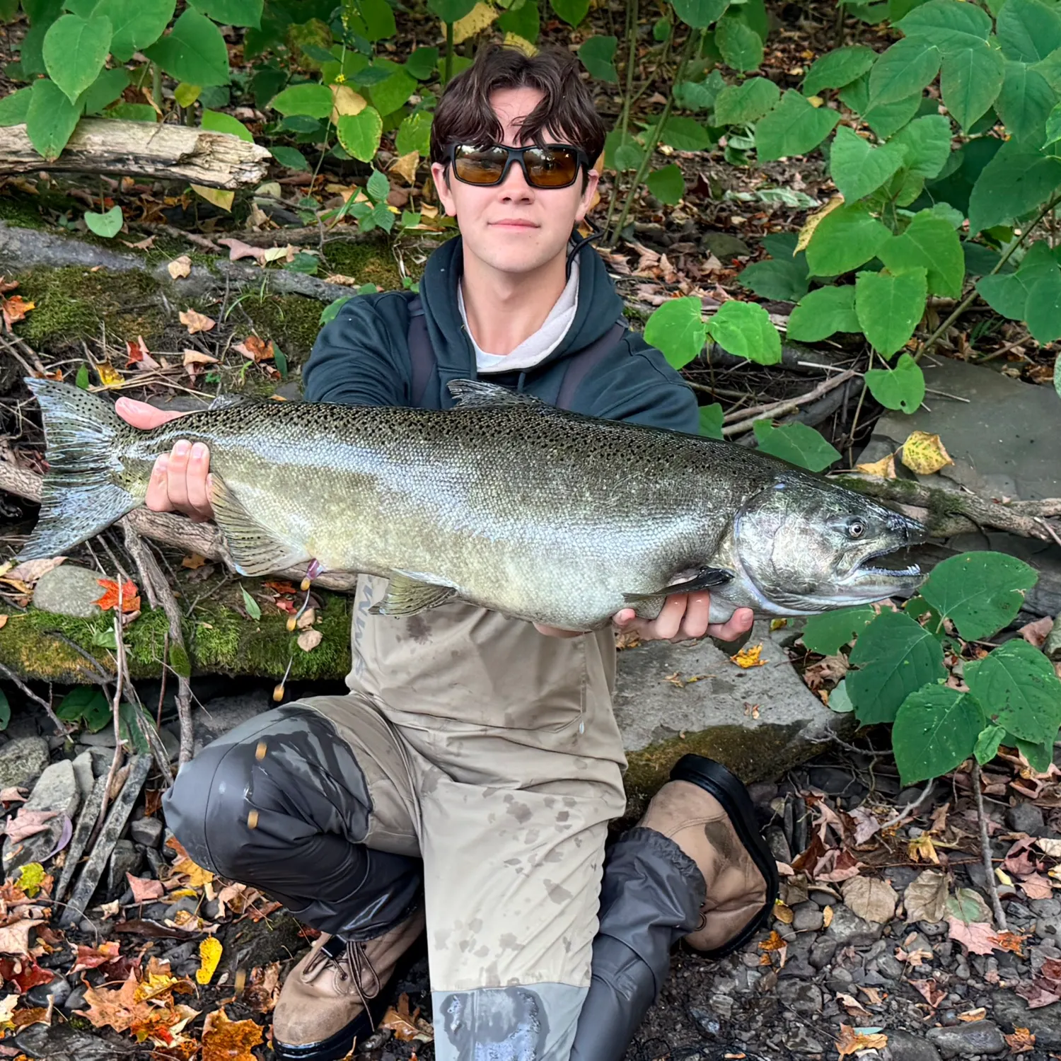 Chinook salmon caught on Fishbrain