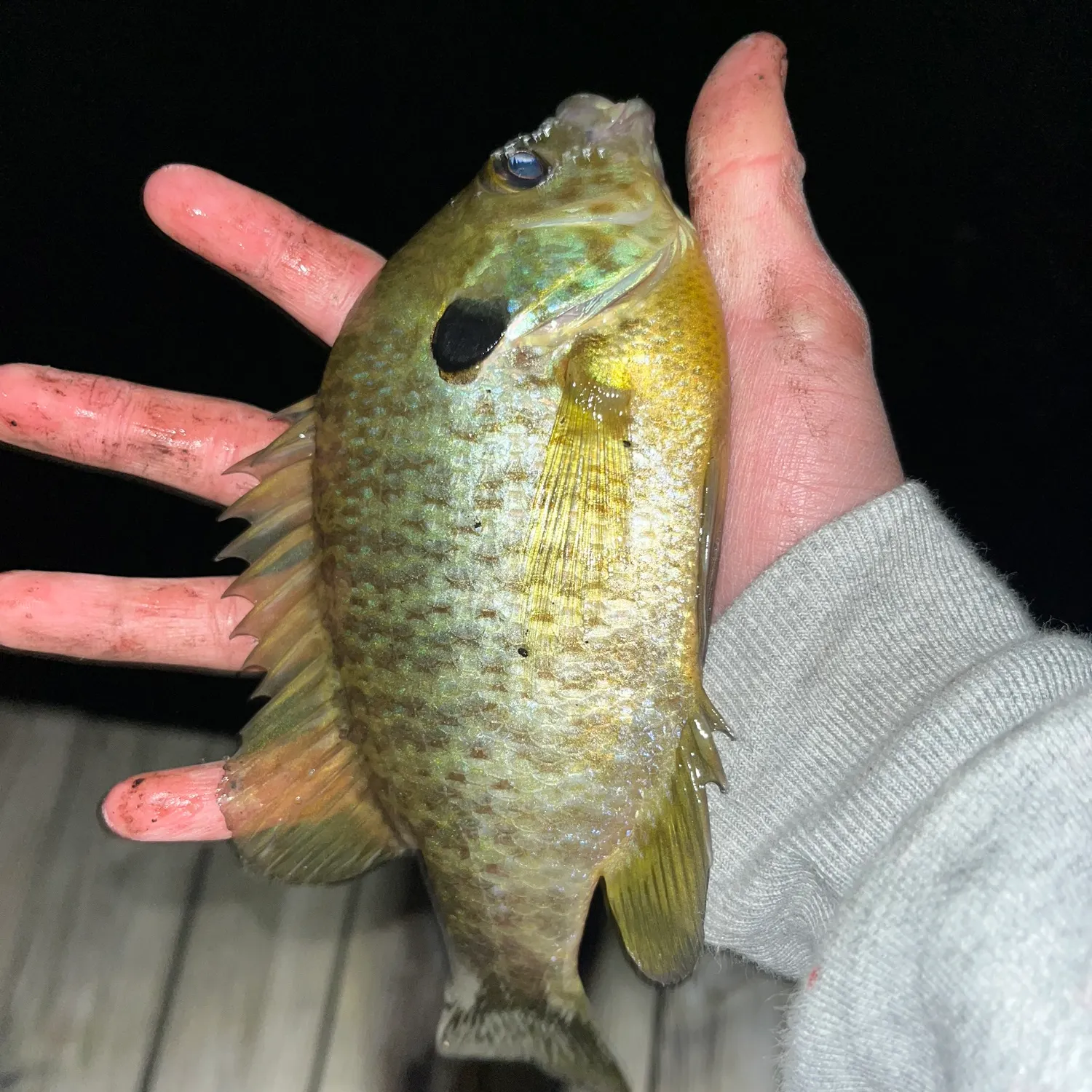 The most recent Redear x bluegill catches on Fishbrain