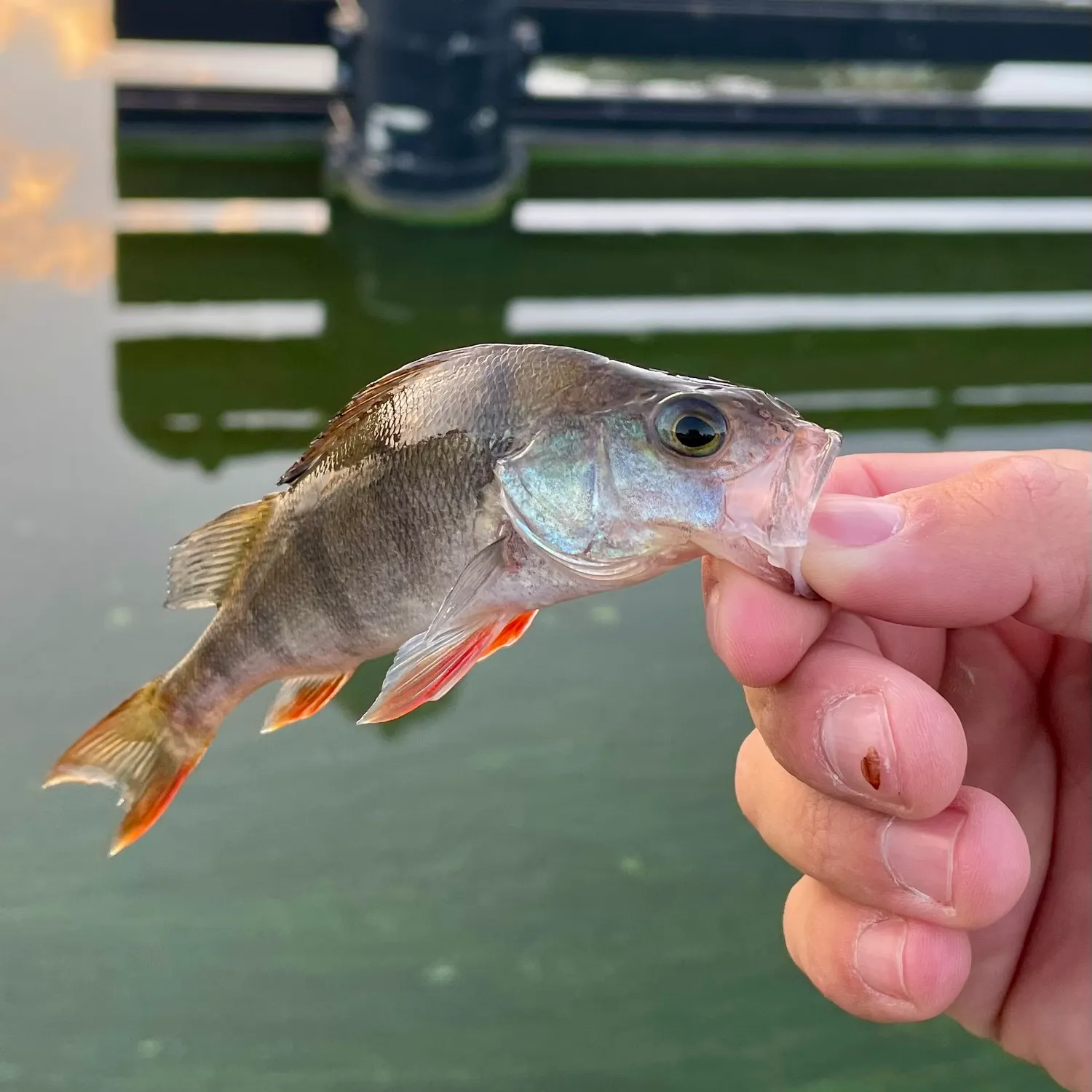 European perch caught on Fishbrain