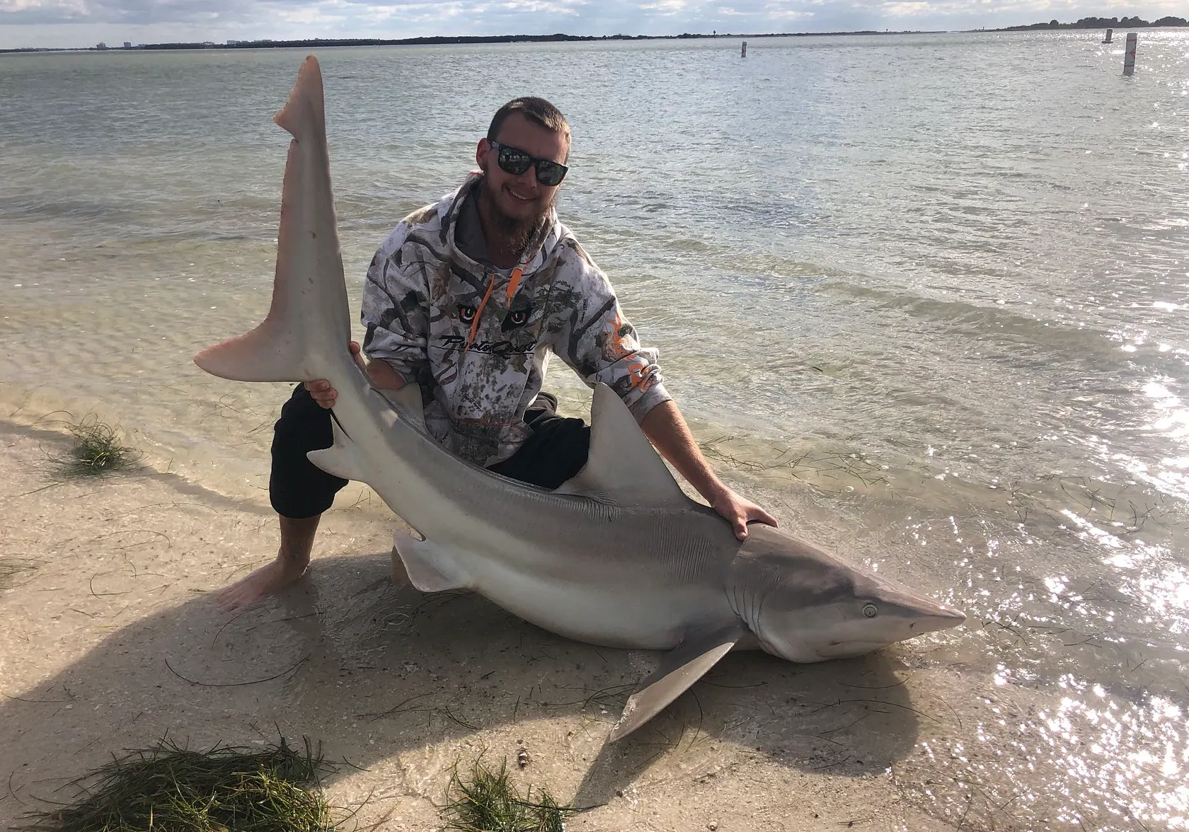 Sandbar shark