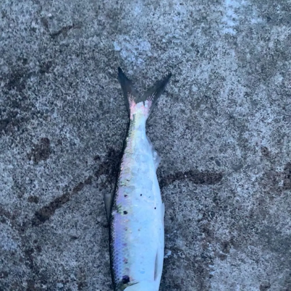 The most recent Twait shad catches on Fishbrain