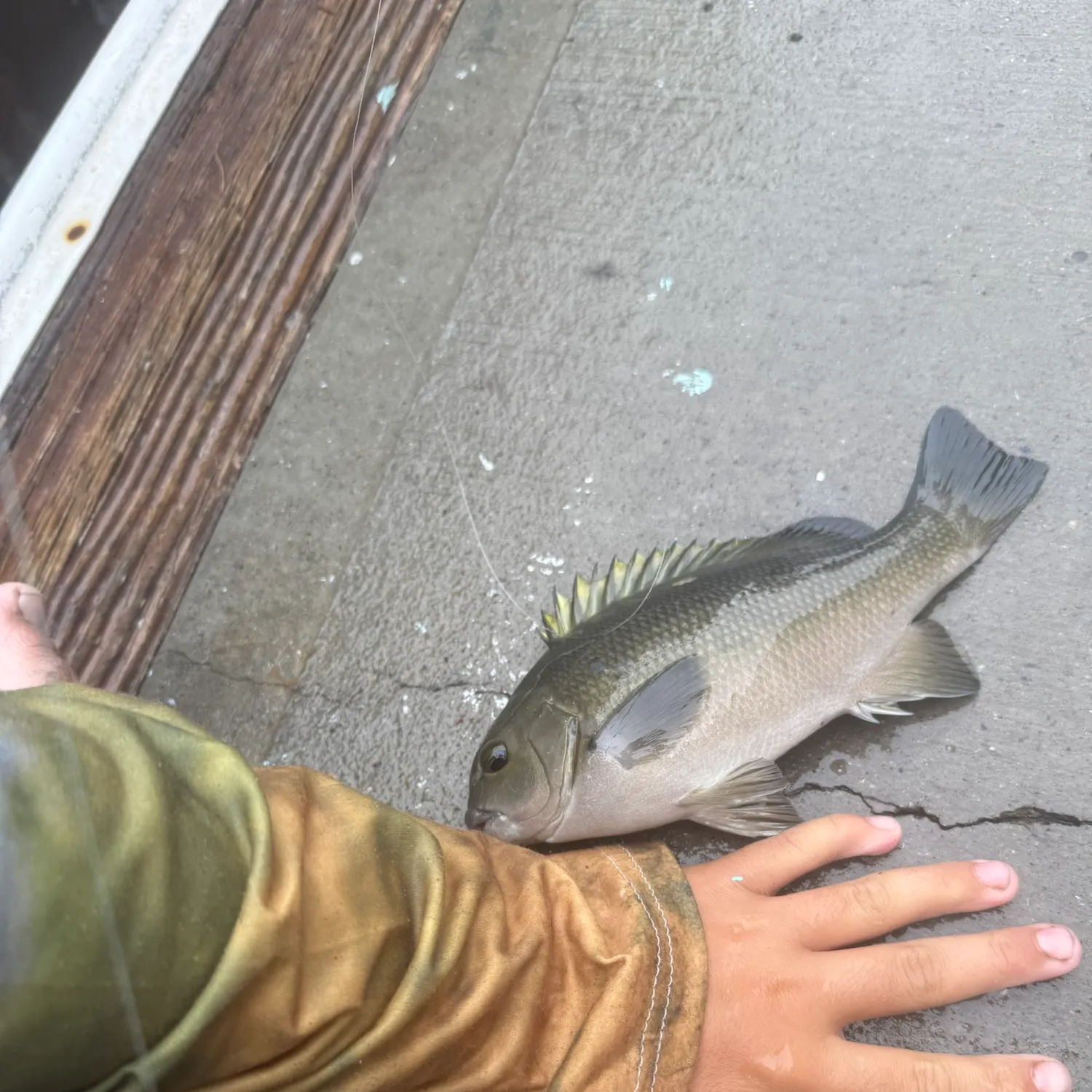 Opaleye caught on Fishbrain