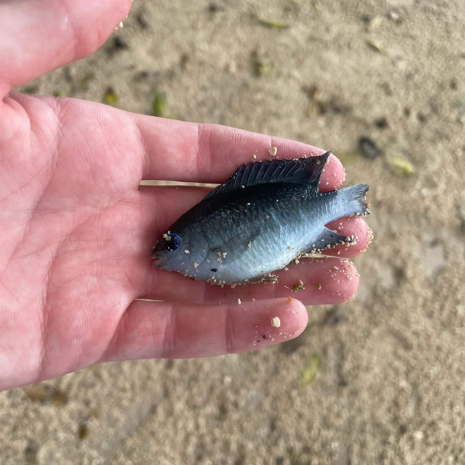 The most recent Threespot damselfish catches on Fishbrain