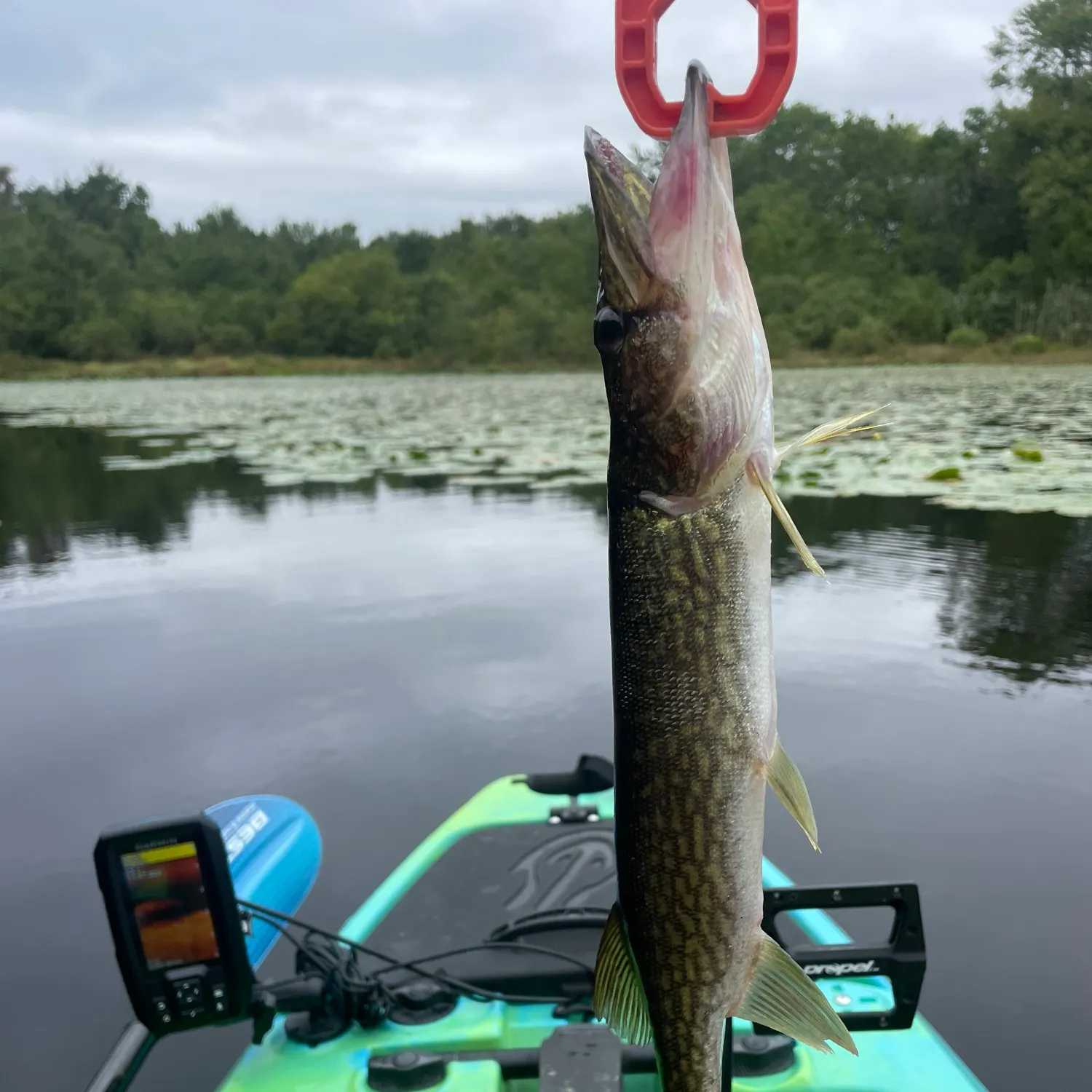 Chain pickerel caught on Fishbrain