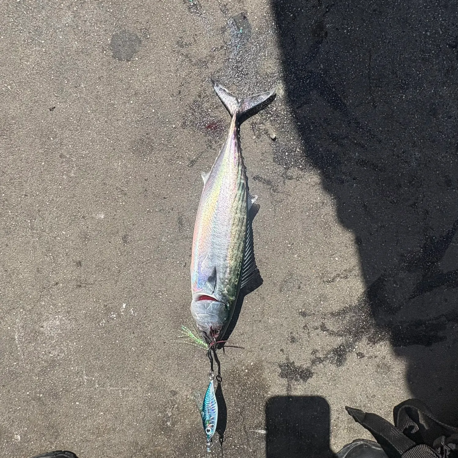 Pacific bonito caught on Fishbrain