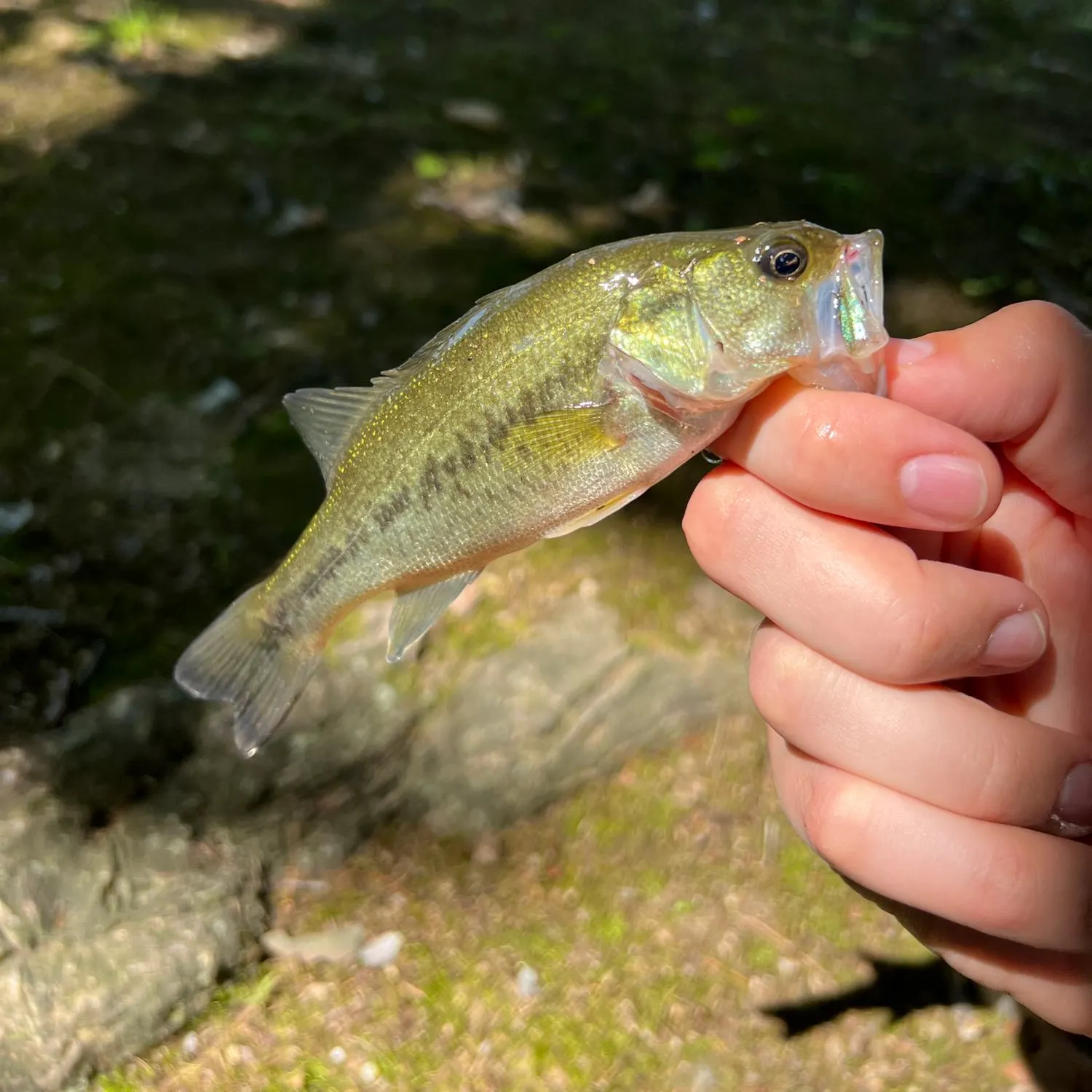 angler catch