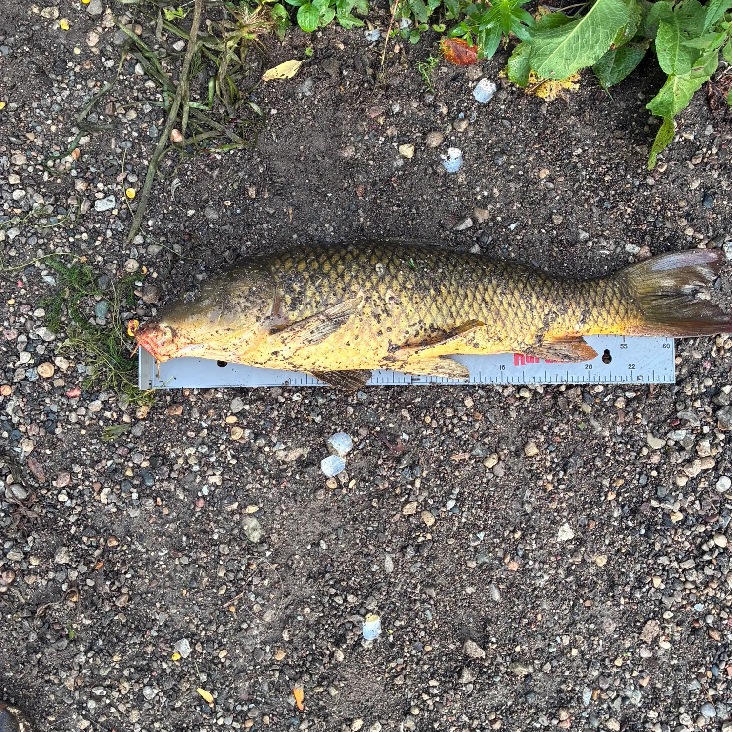 Common carp caught on Fishbrain