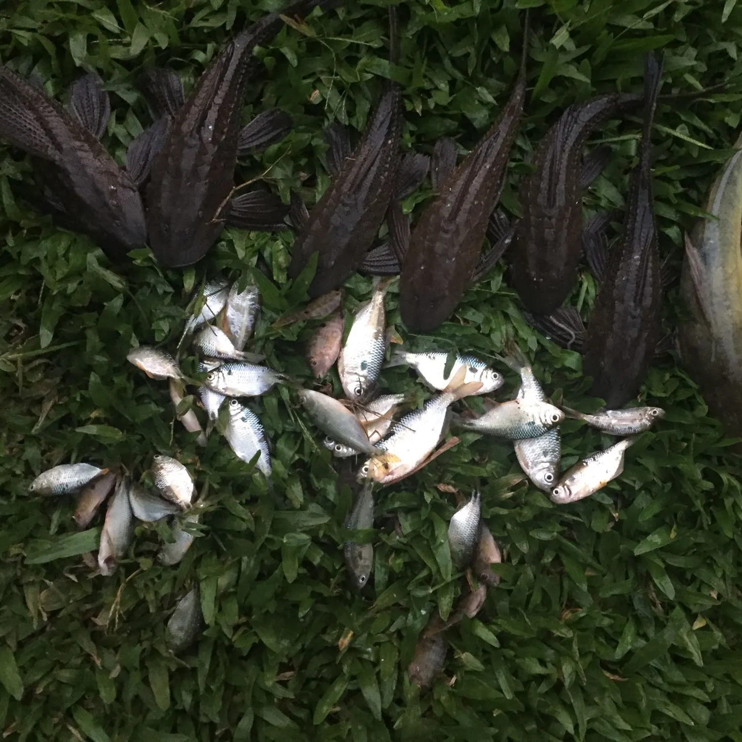 recently logged catches