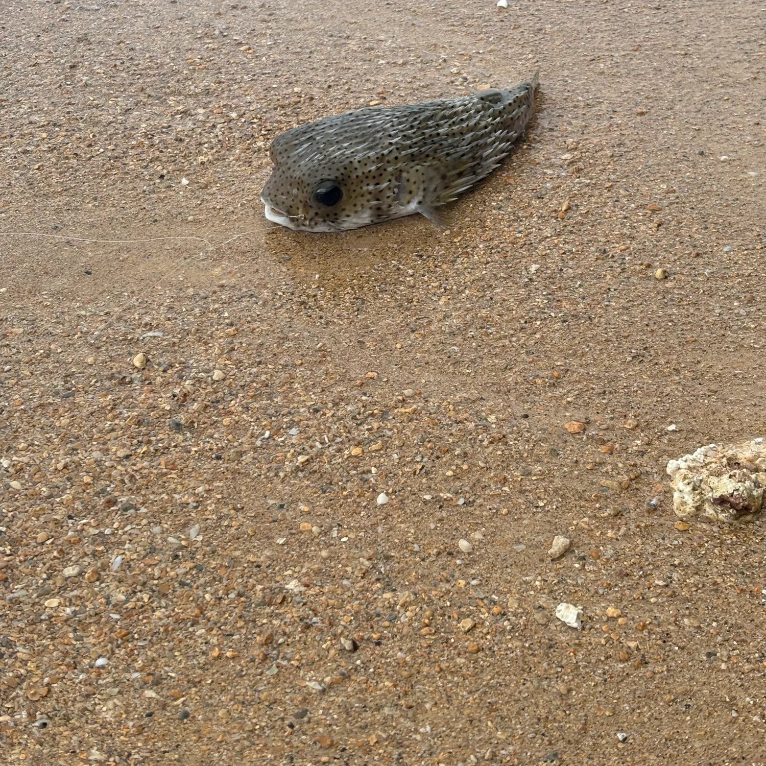 The most recent Longspined porcupinefish catches on Fishbrain