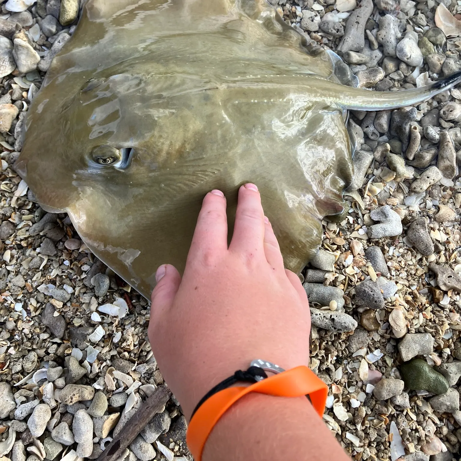 The most recent Pelagic stingray catches on Fishbrain