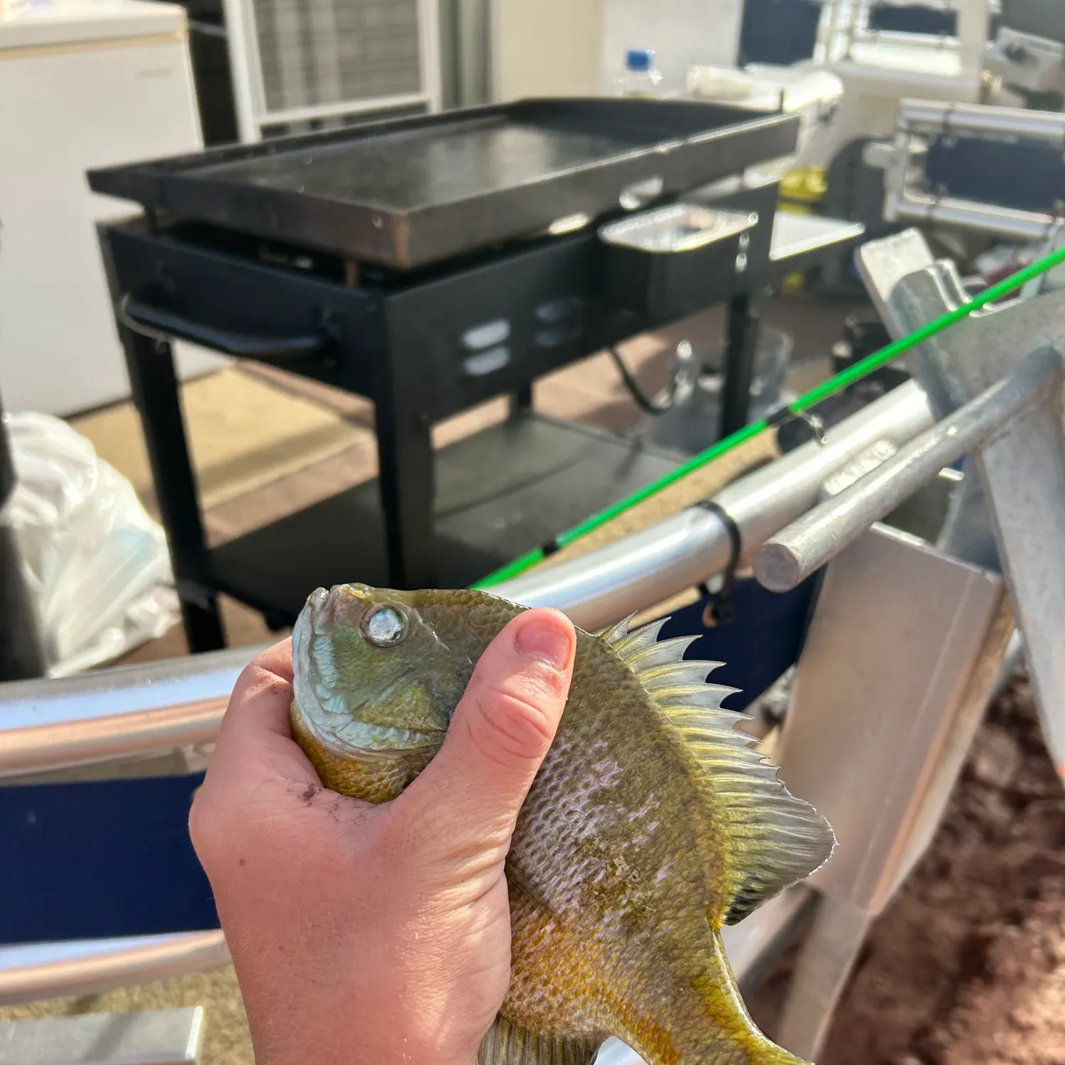 Bluegill caught on Fishbrain