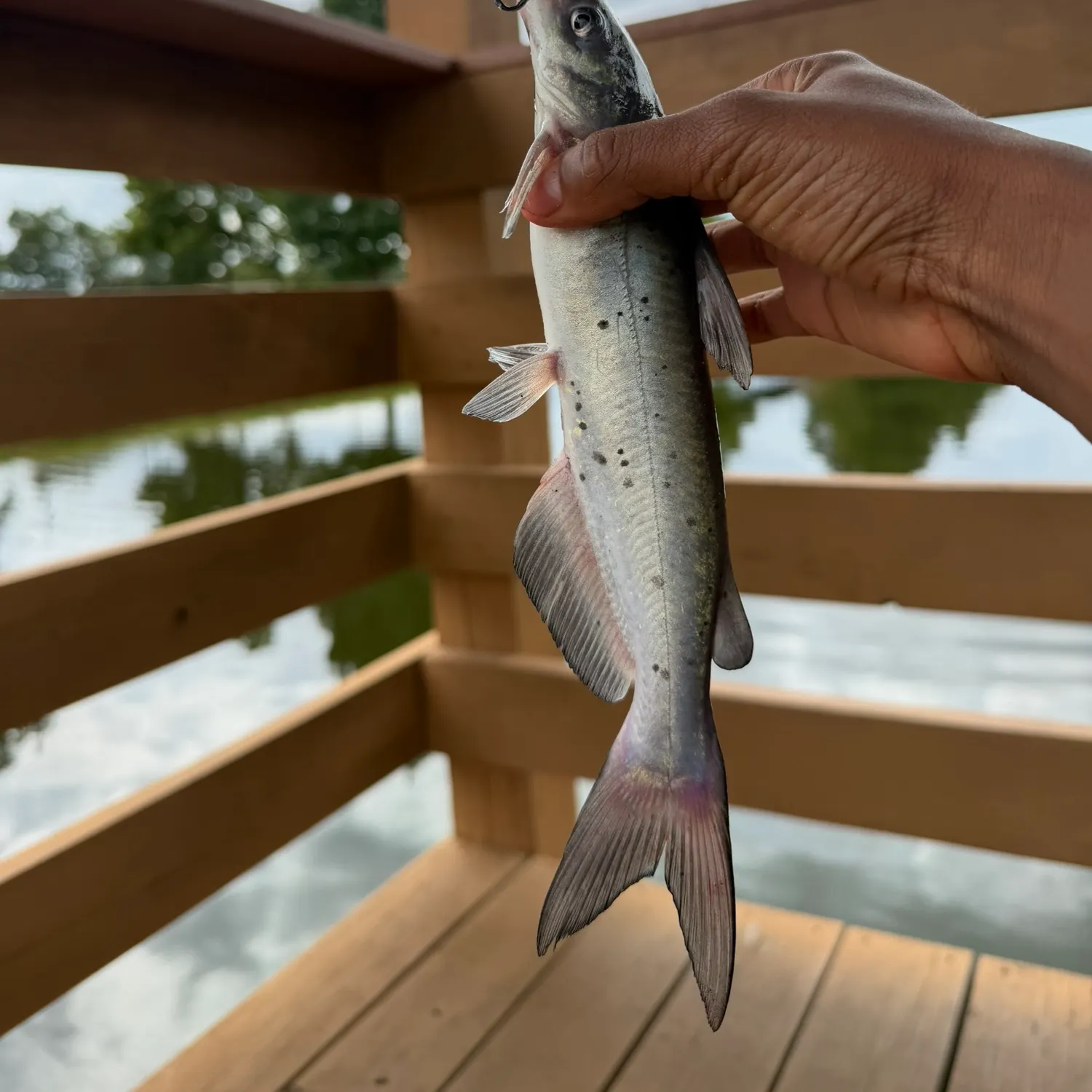 Channel catfish caught on Fishbrain