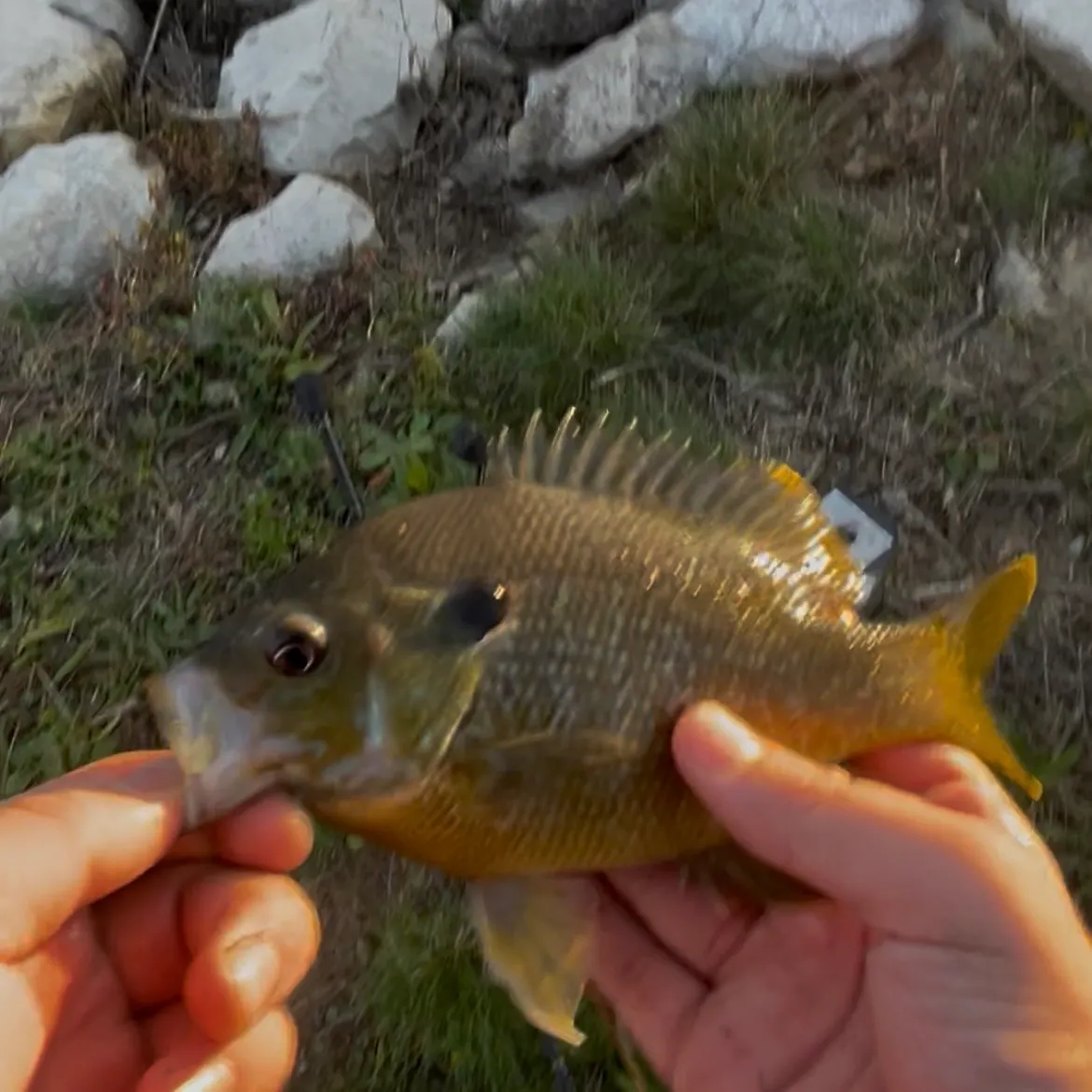 Green sunfish caught on Fishbrain