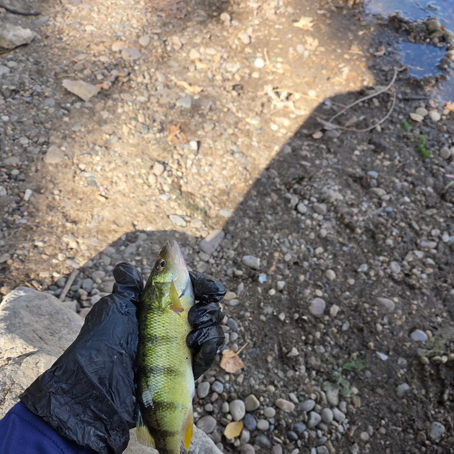 Yellow perch caught on Fishbrain