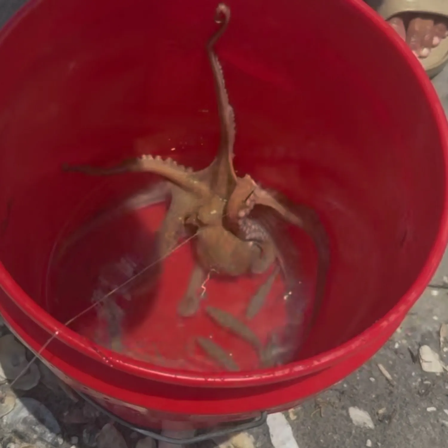 Common octopus caught on Fishbrain