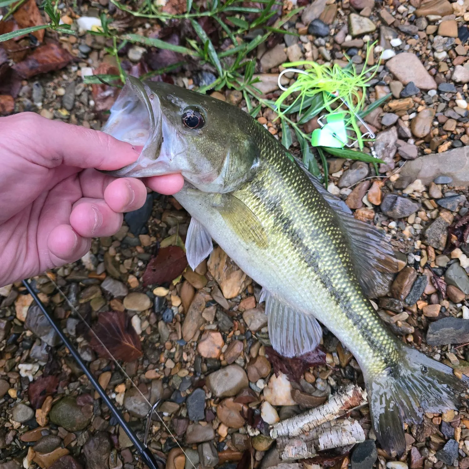 Largemouth bass caught on Fishbrain
