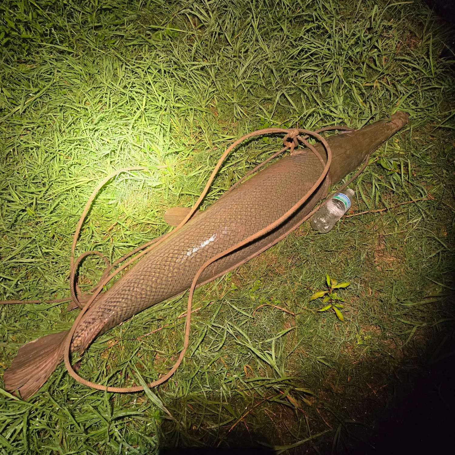 The most recent Alligator gar catches on Fishbrain