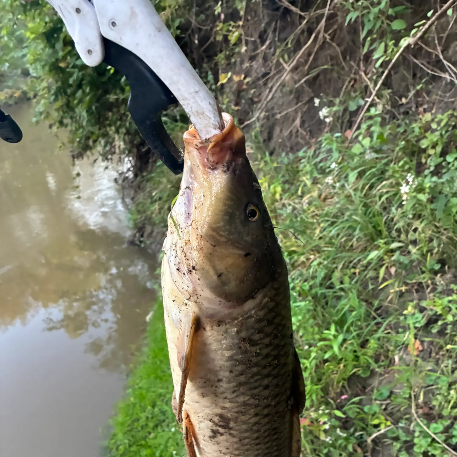 Common carp caught on Fishbrain
