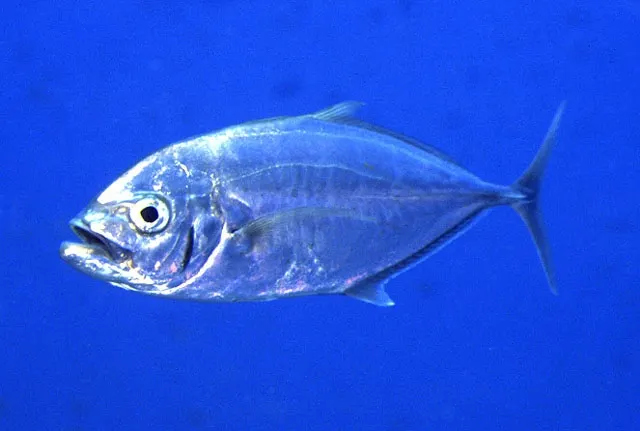 Barcheek trevally