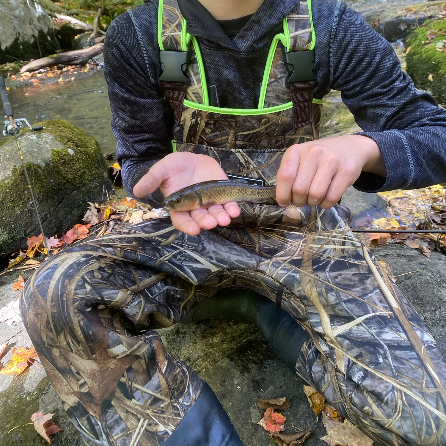 Brook trout caught on Fishbrain