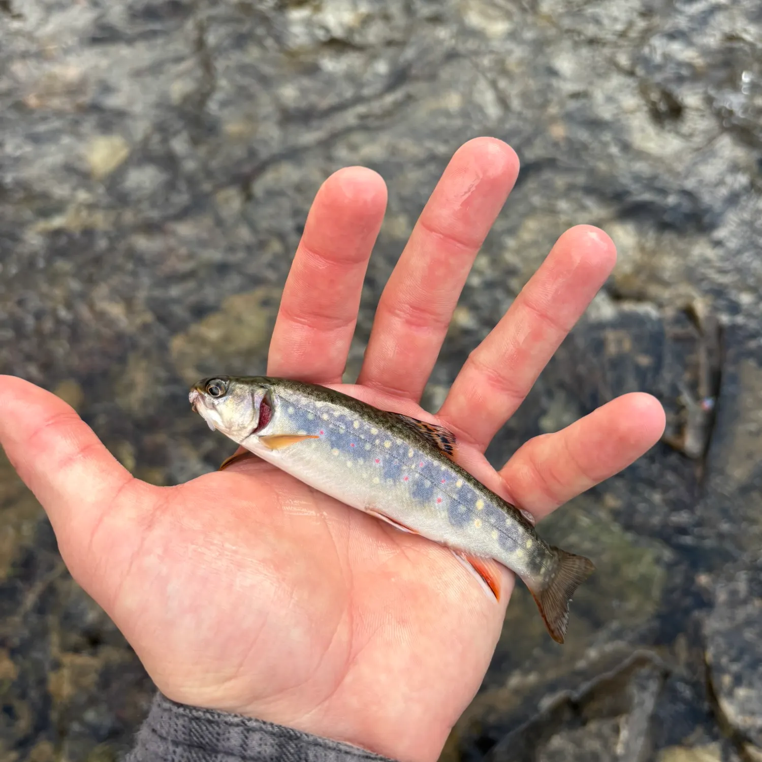 Brook trout caught on Fishbrain
