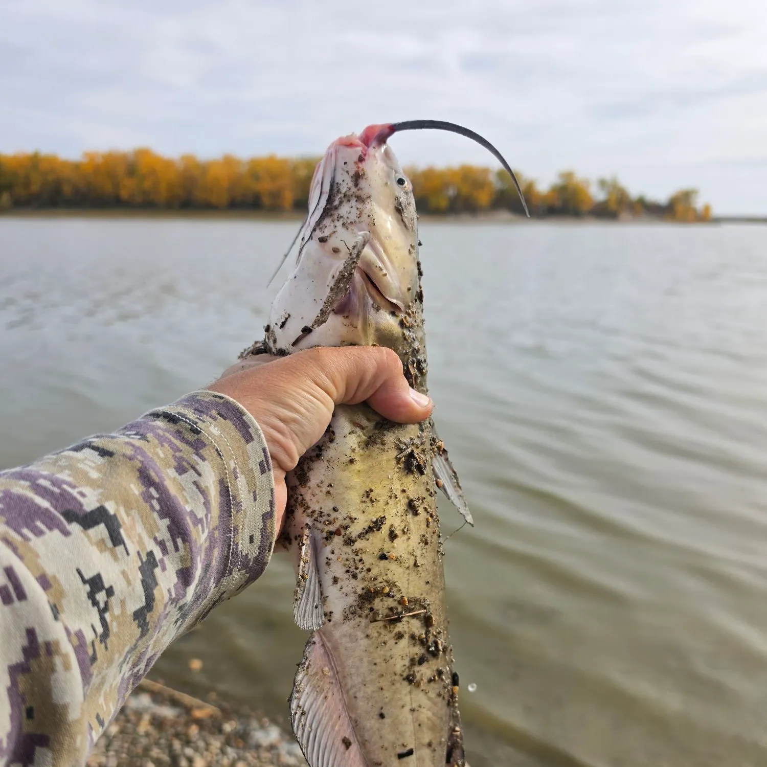 Channel catfish caught on Fishbrain