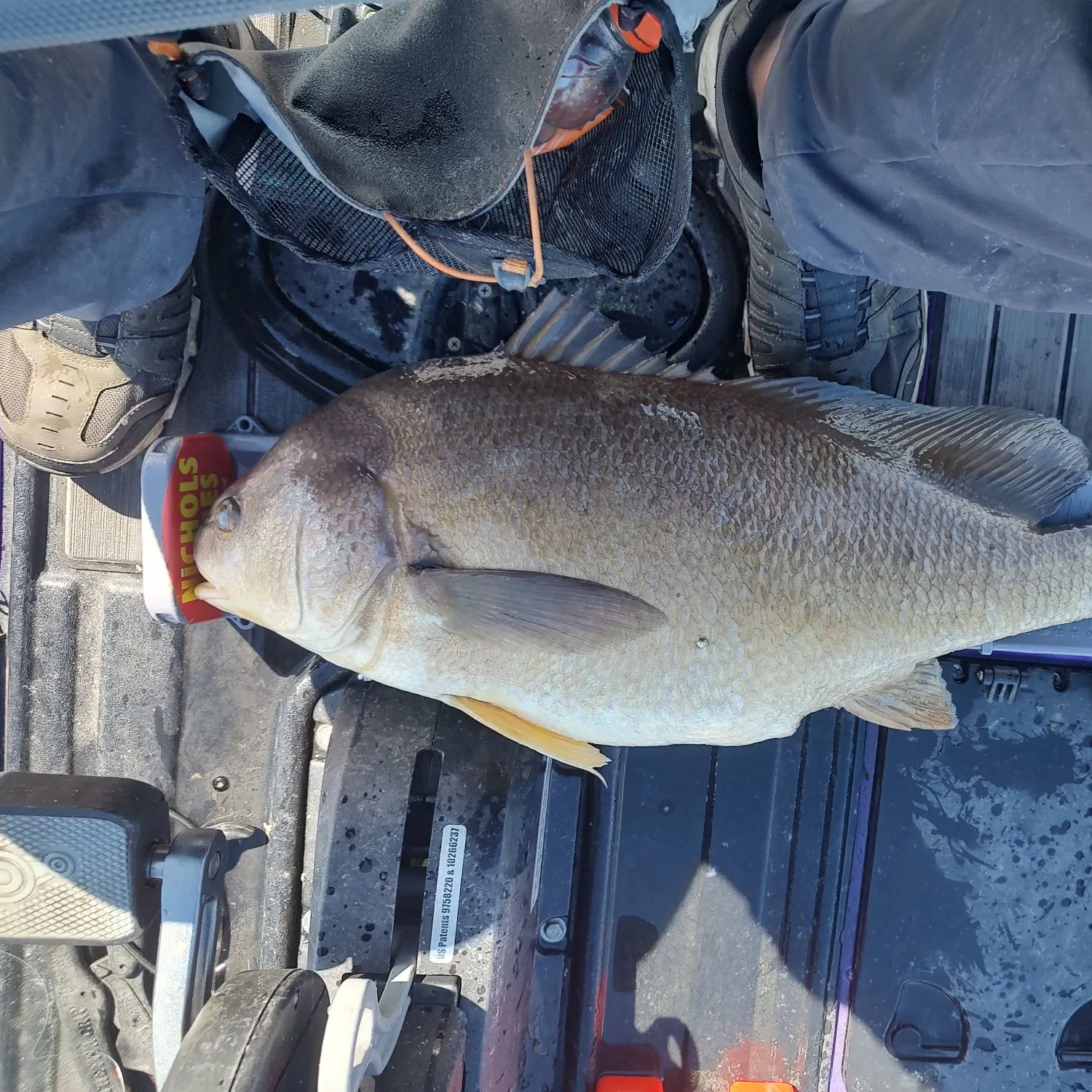 Freshwater drum caught on Fishbrain