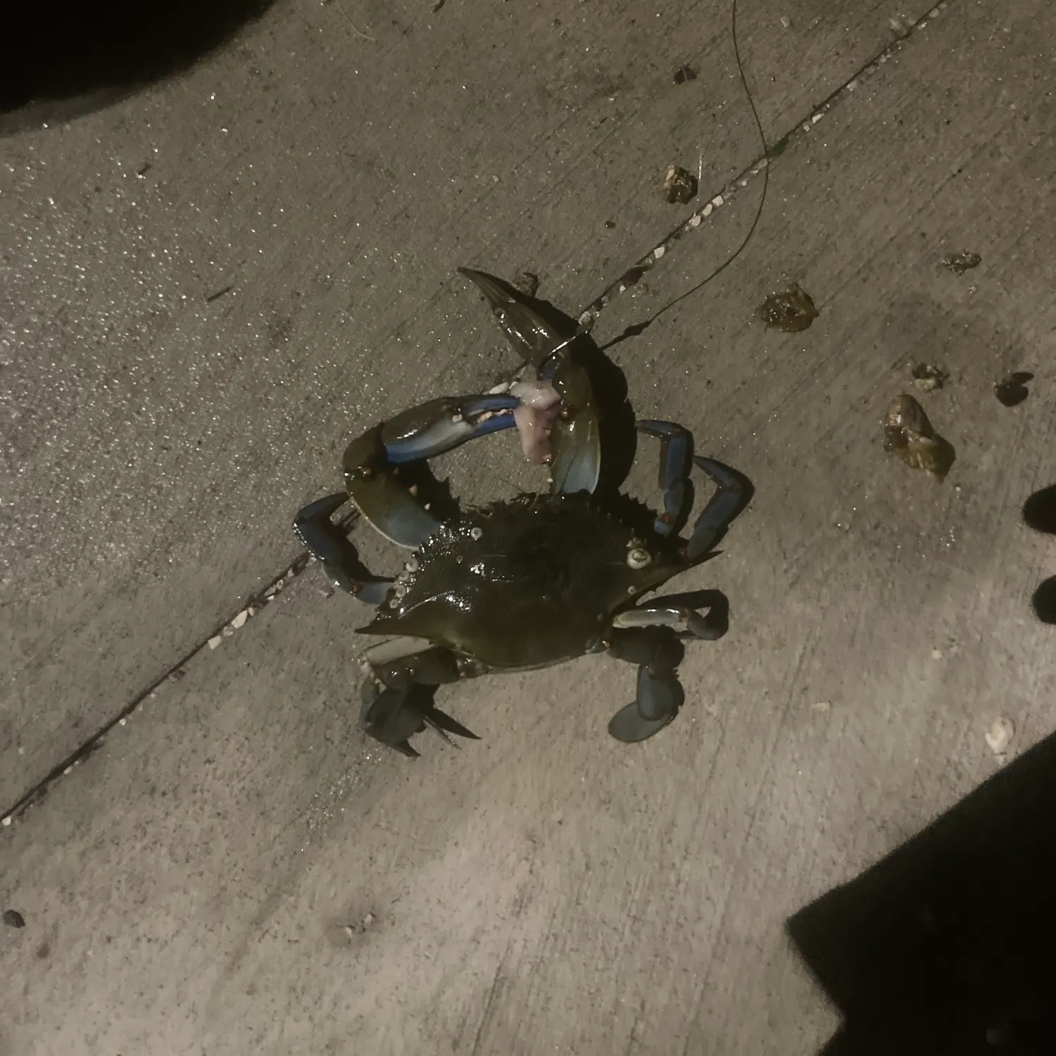 Blue crab caught on Fishbrain