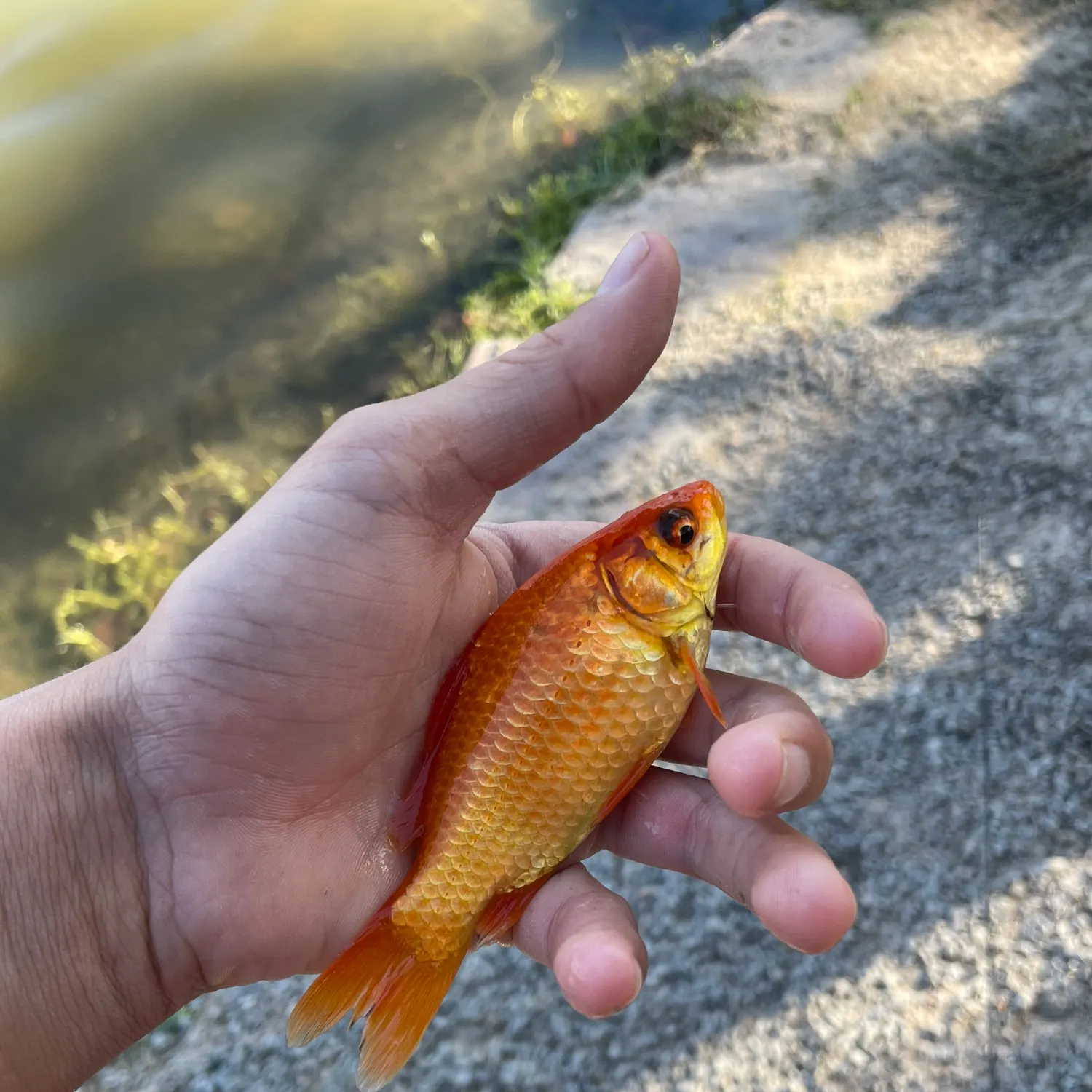 The most recent Goldfish catches on Fishbrain