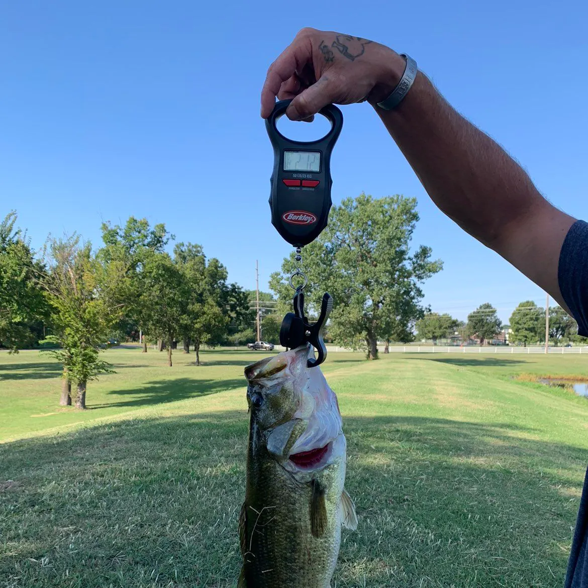 Largemouth bass caught on Fishbrain