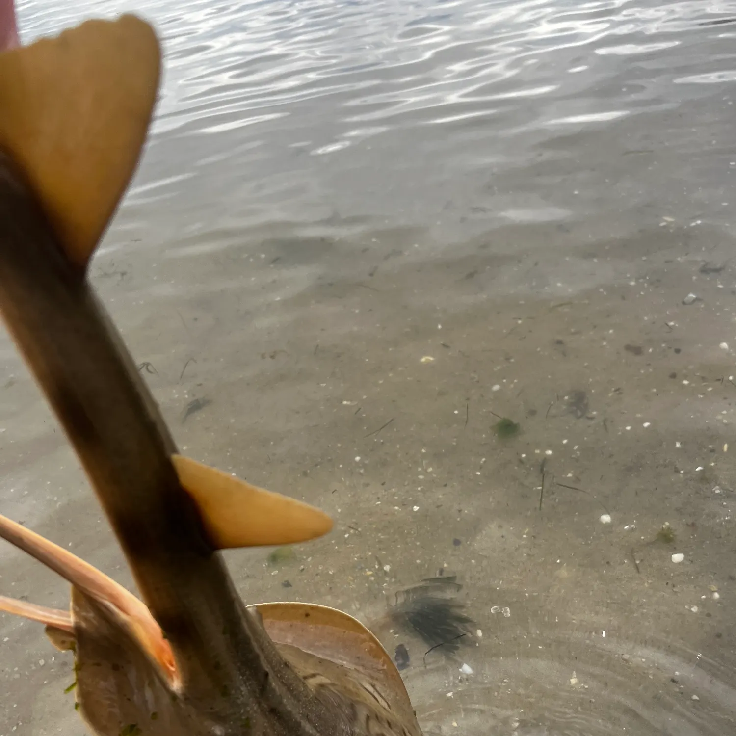 Southern fiddler caught on Fishbrain
