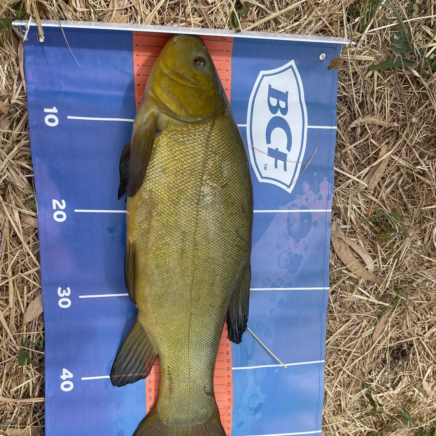 The most recent Tench catches on Fishbrain