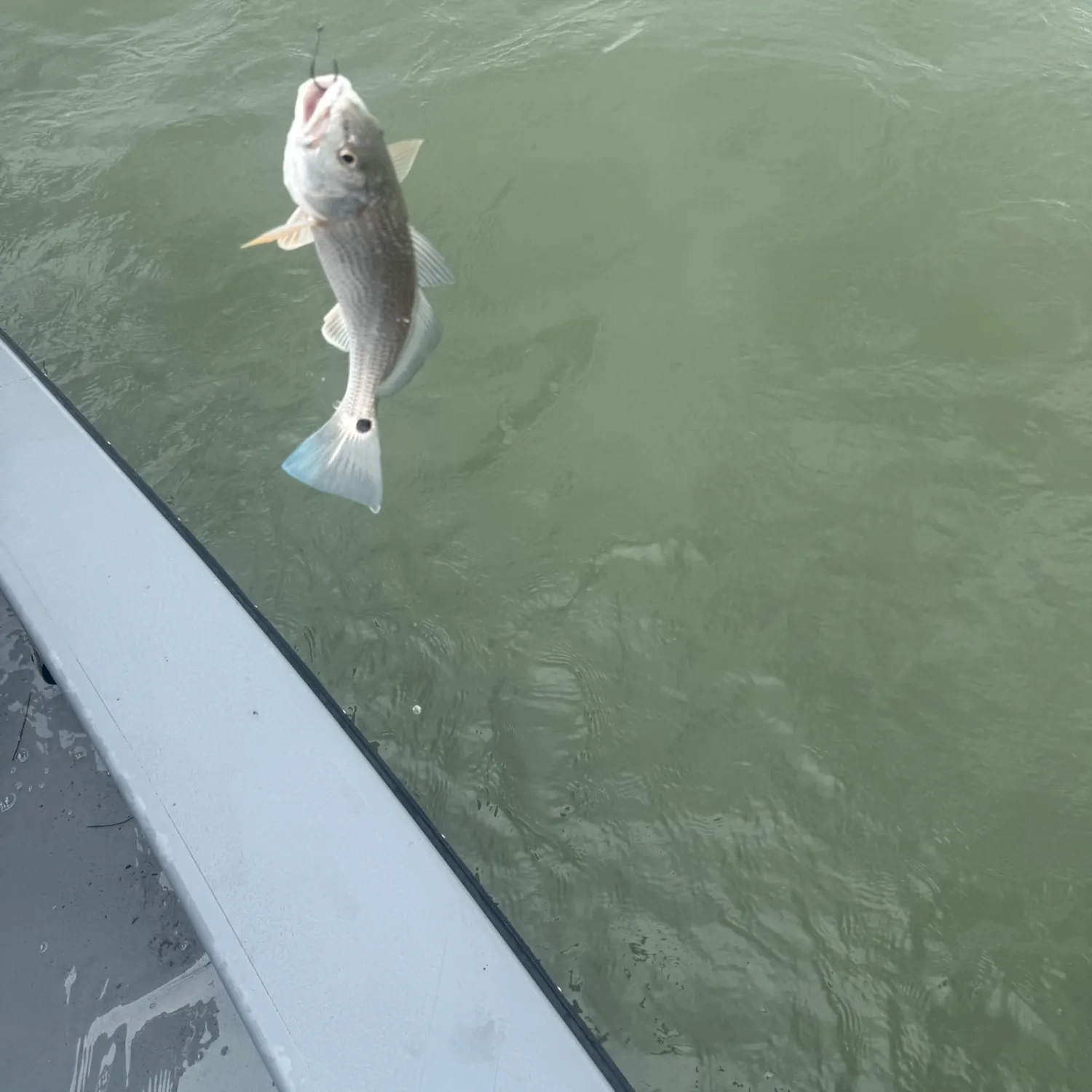 Red drum caught on Fishbrain