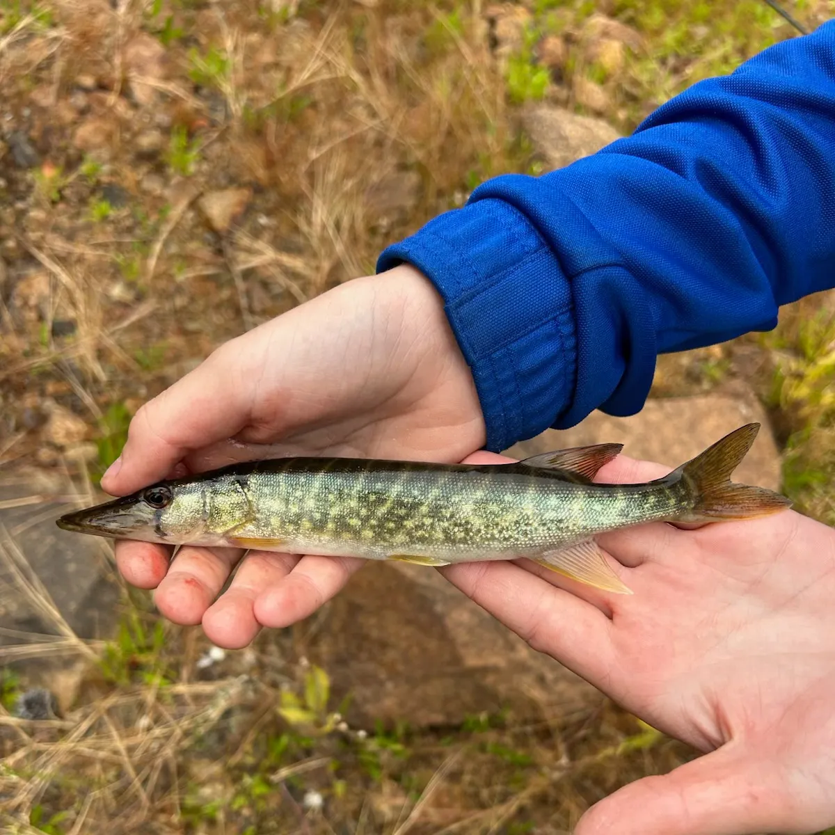 Chain pickerel caught on Fishbrain