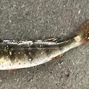 Atlantic mackerel caught on Fishbrain