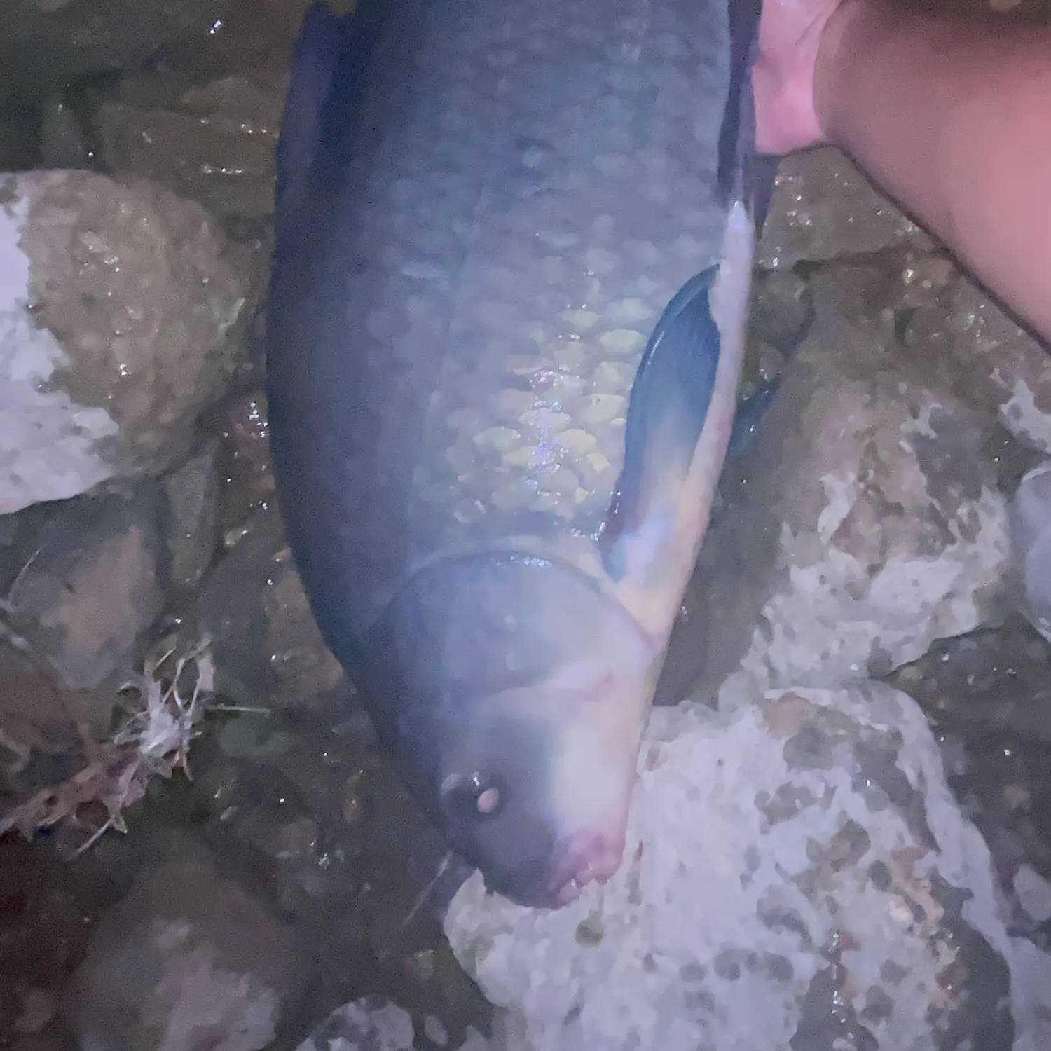 The most recent Black buffalo catches on Fishbrain