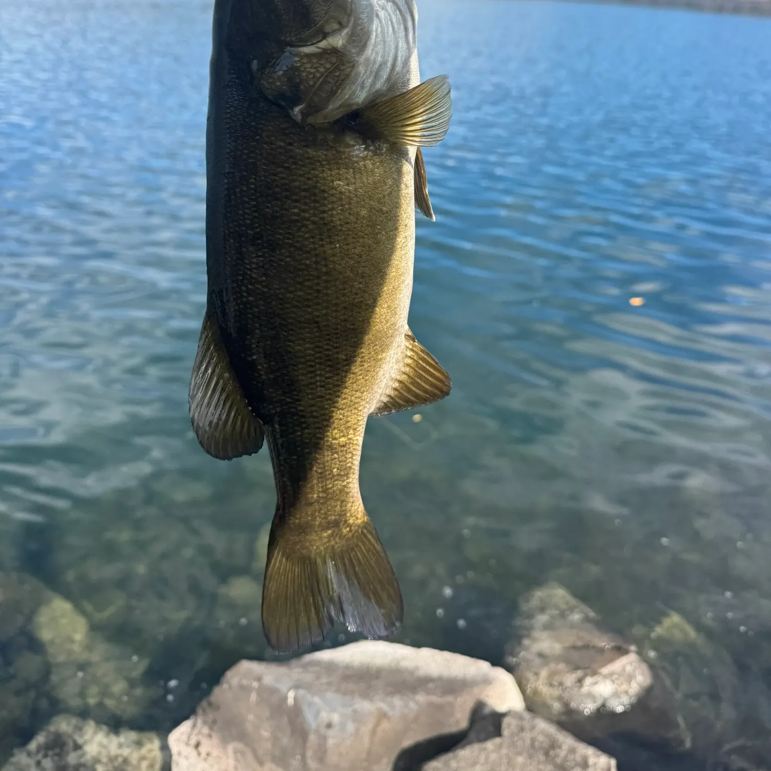 Smallmouth bass caught on Fishbrain