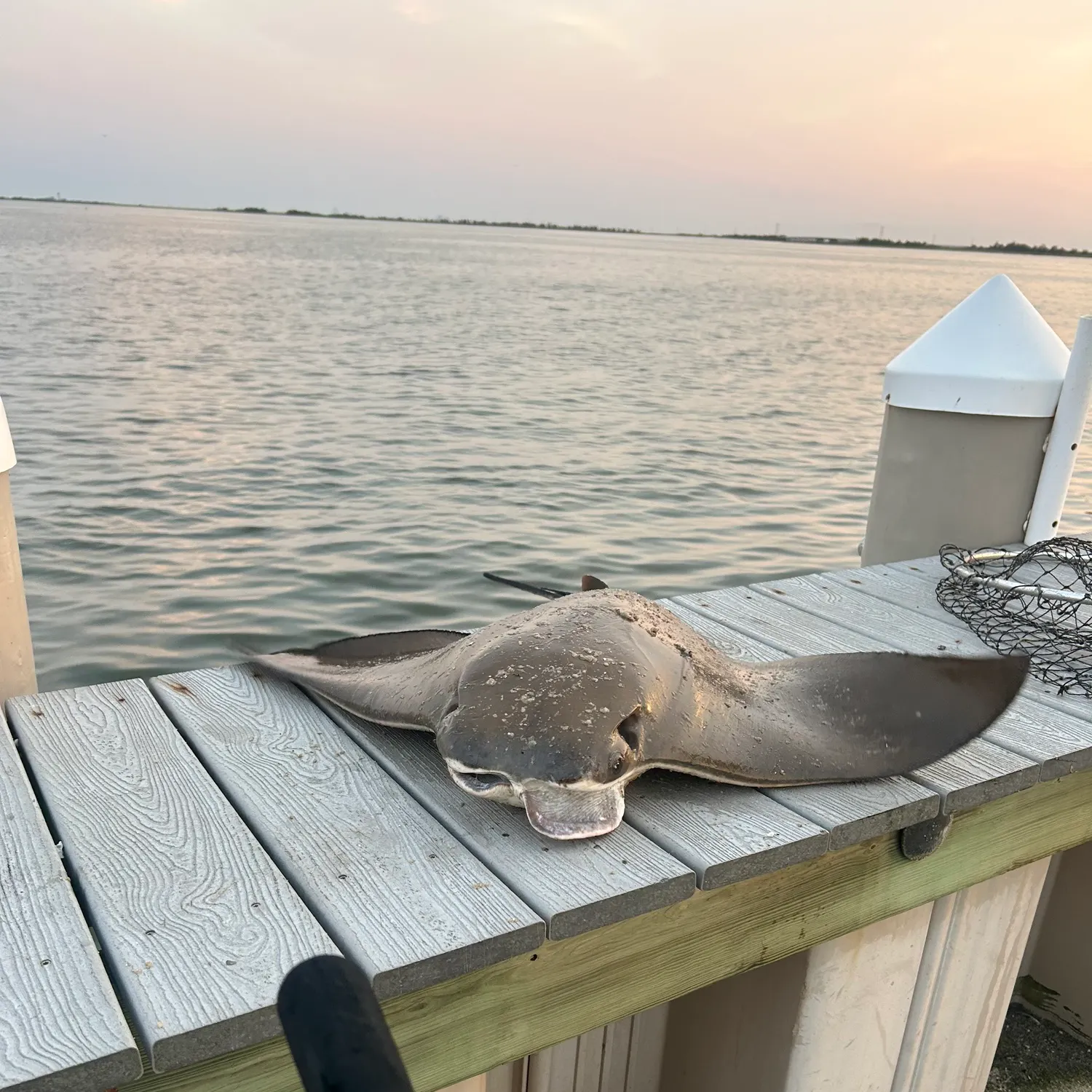 The most recent Flapnose ray catches on Fishbrain