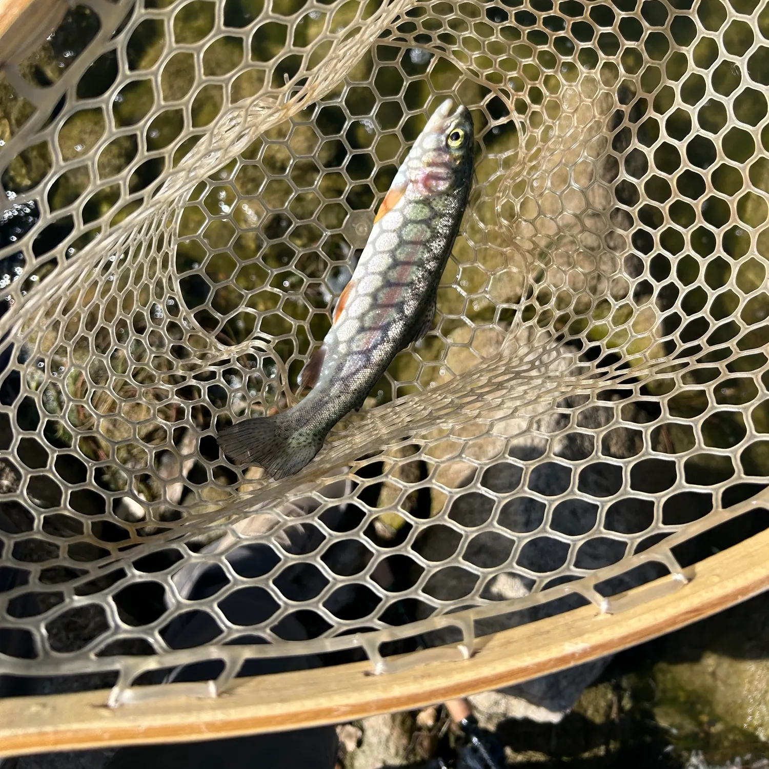 Rainbow trout caught on Fishbrain