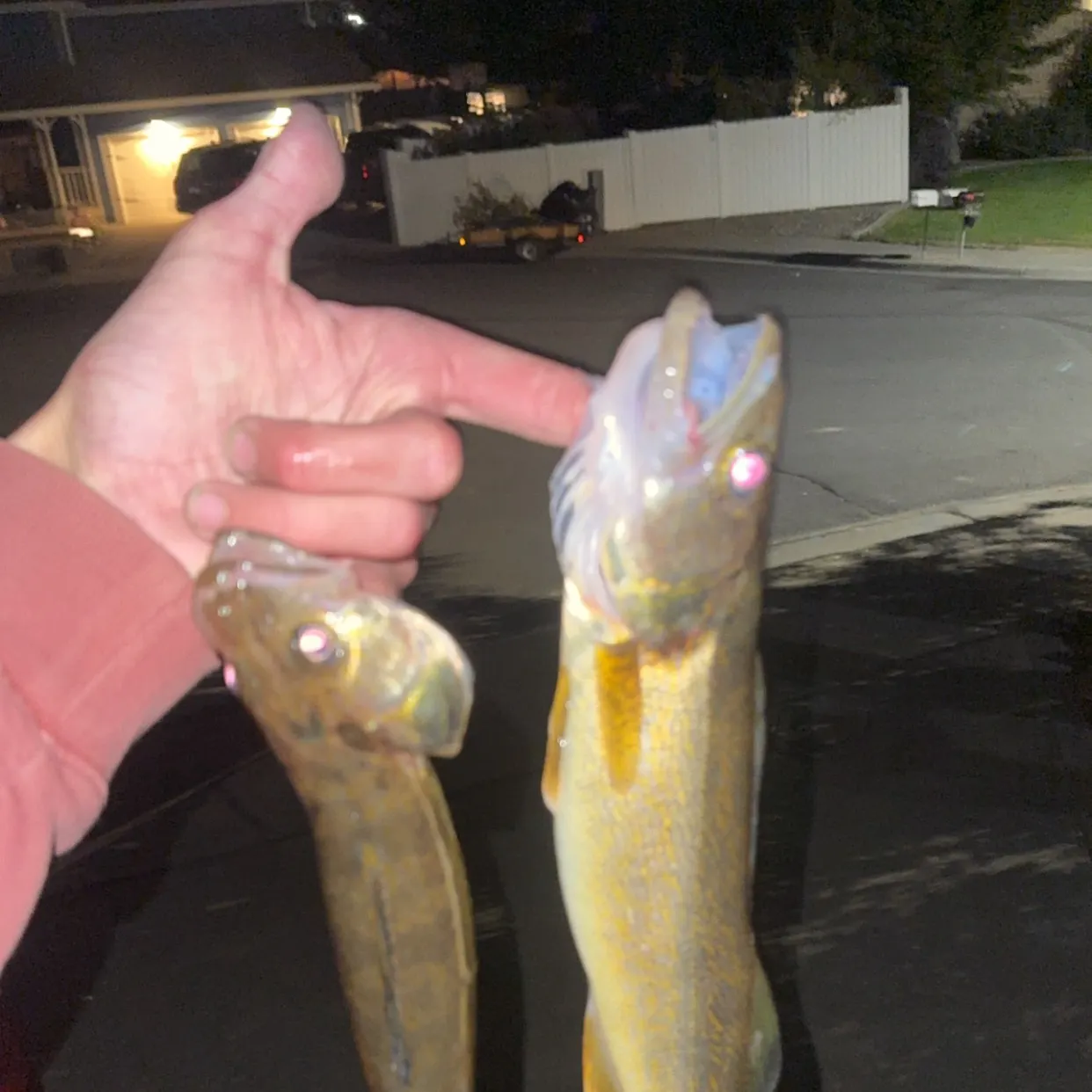Walleye caught on Fishbrain