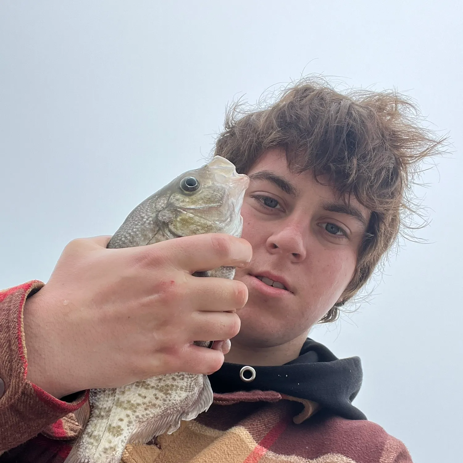 The most recent Barred surfperch catches on Fishbrain