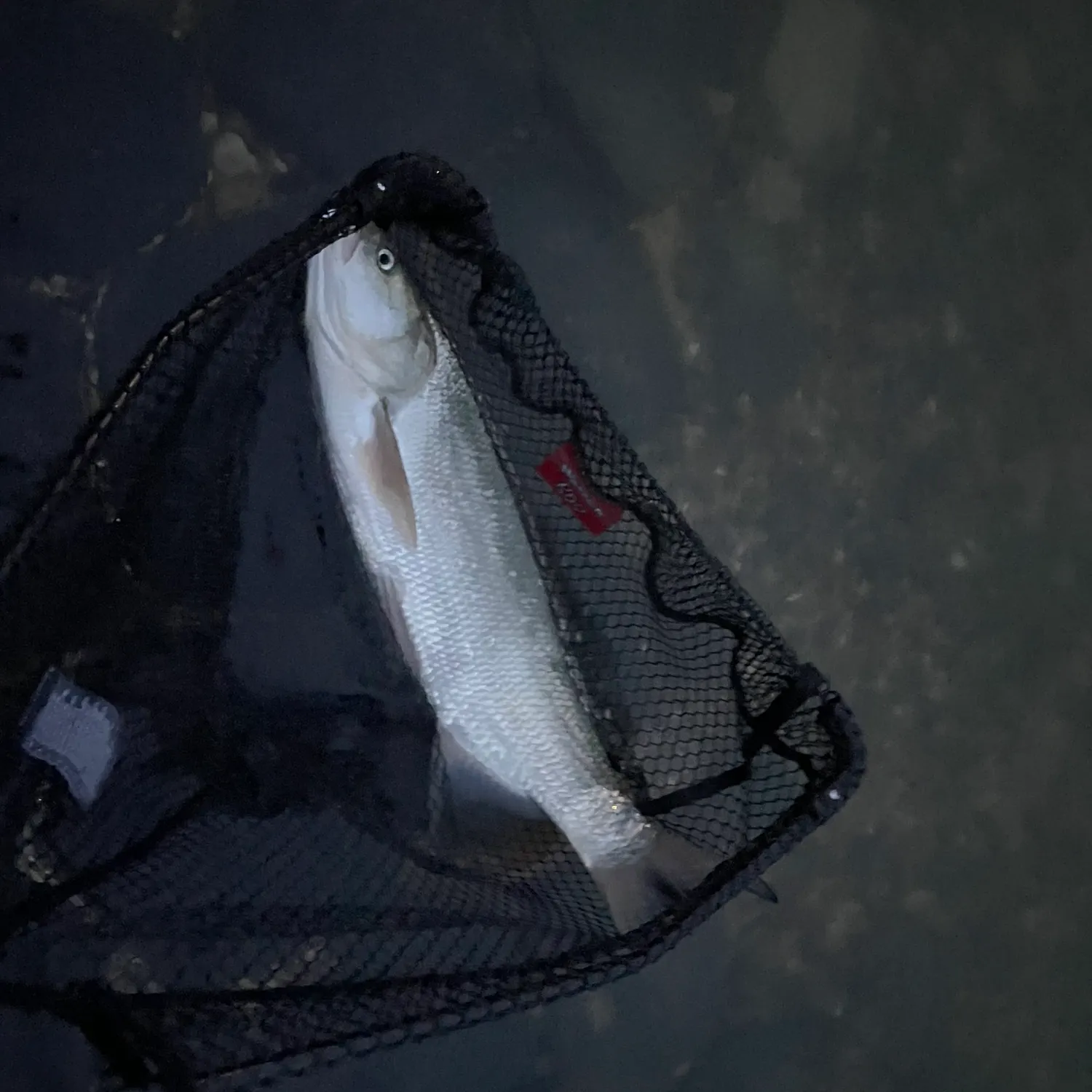 Asp caught on Fishbrain