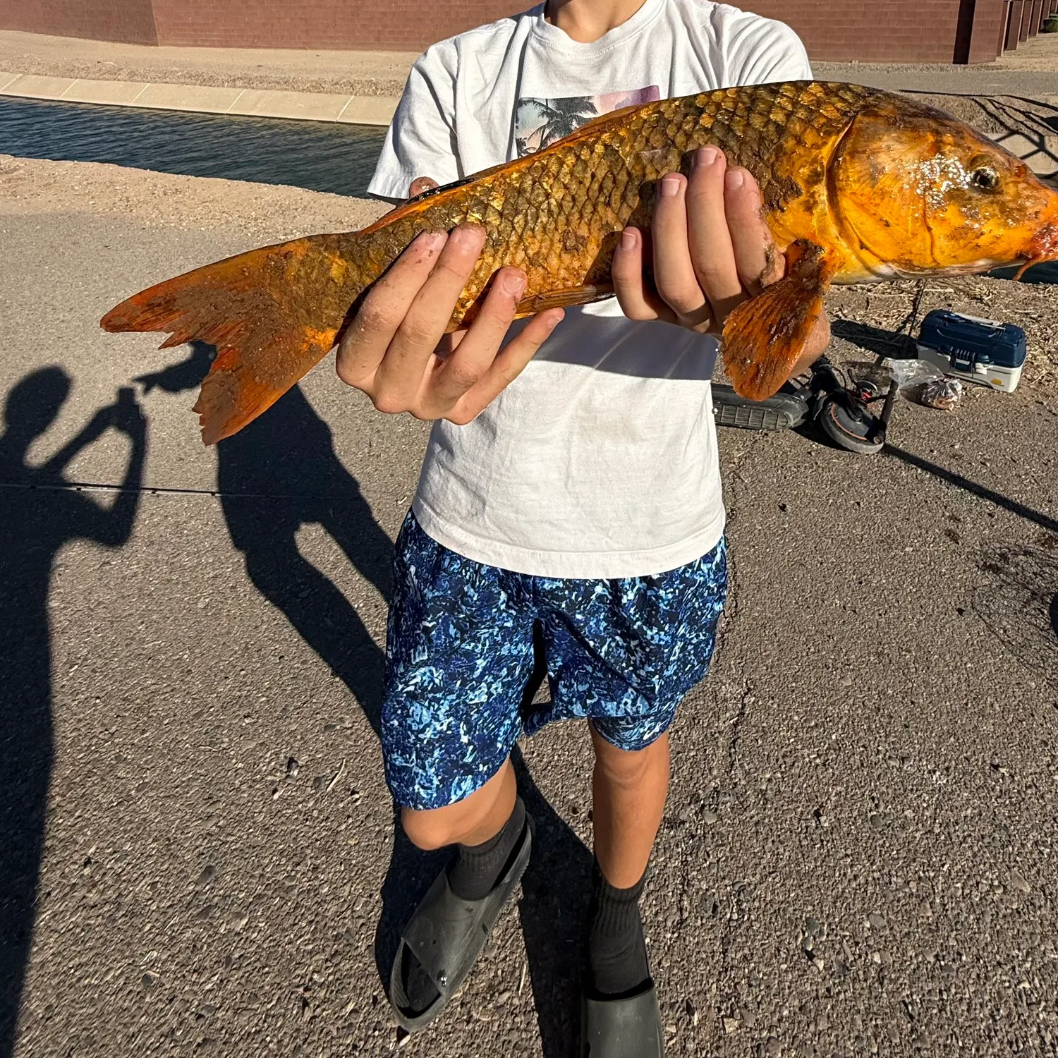 The most recent Koi carp catches on Fishbrain