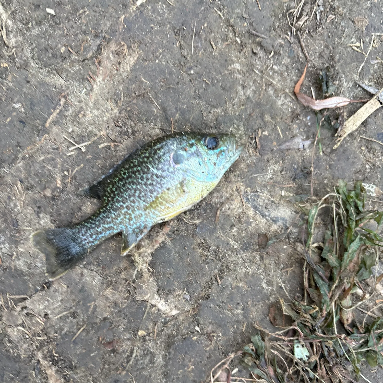 Pumpkinseed caught on Fishbrain