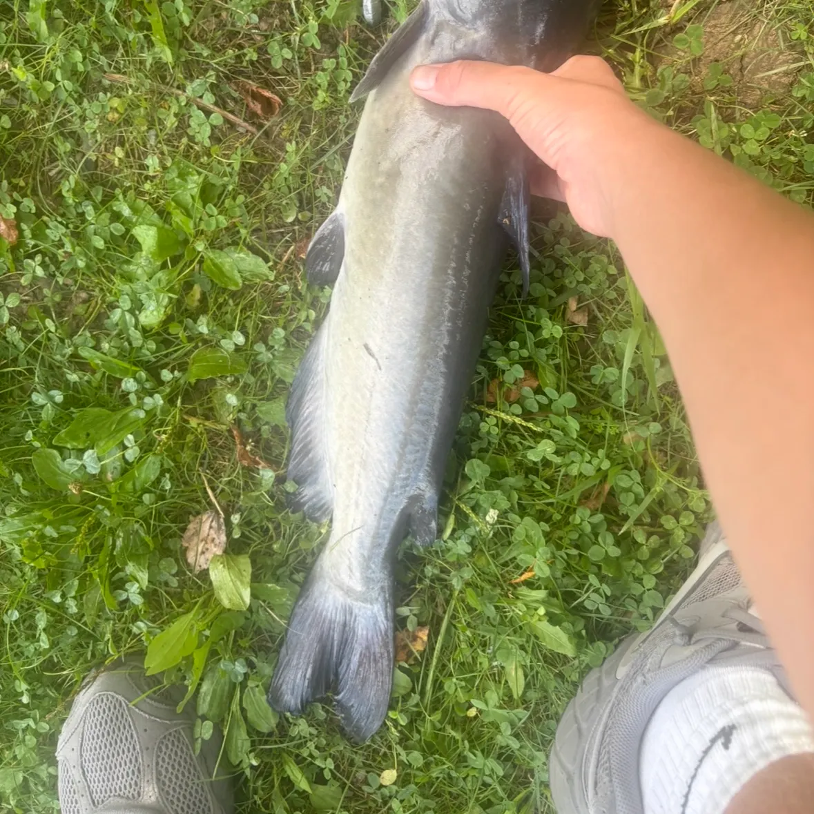 Channel catfish caught on Fishbrain