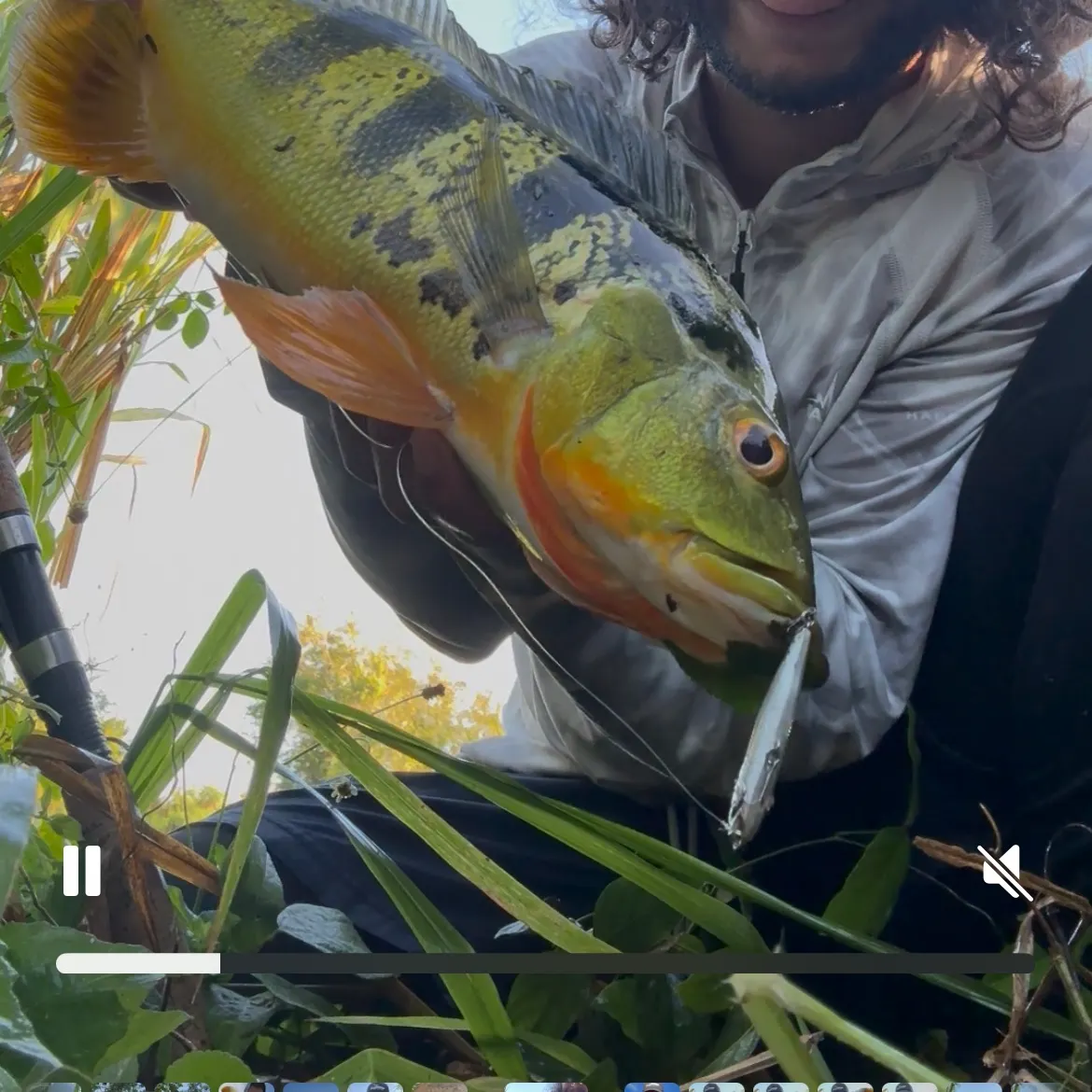 The most recent Butterfly peacock bass catches on Fishbrain