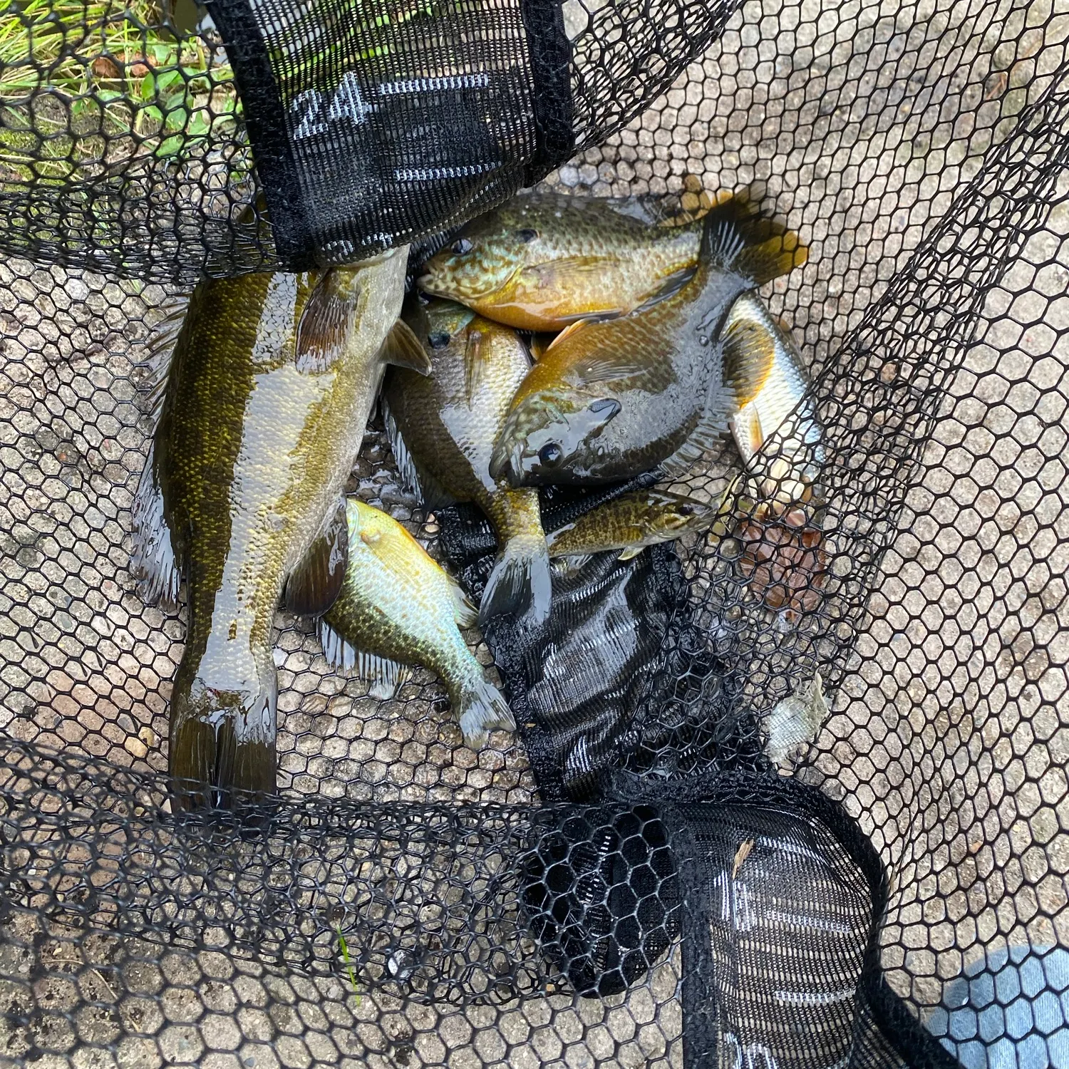 Bluegill caught on Fishbrain