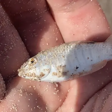 The most recent Goldspotted killifish catches on Fishbrain