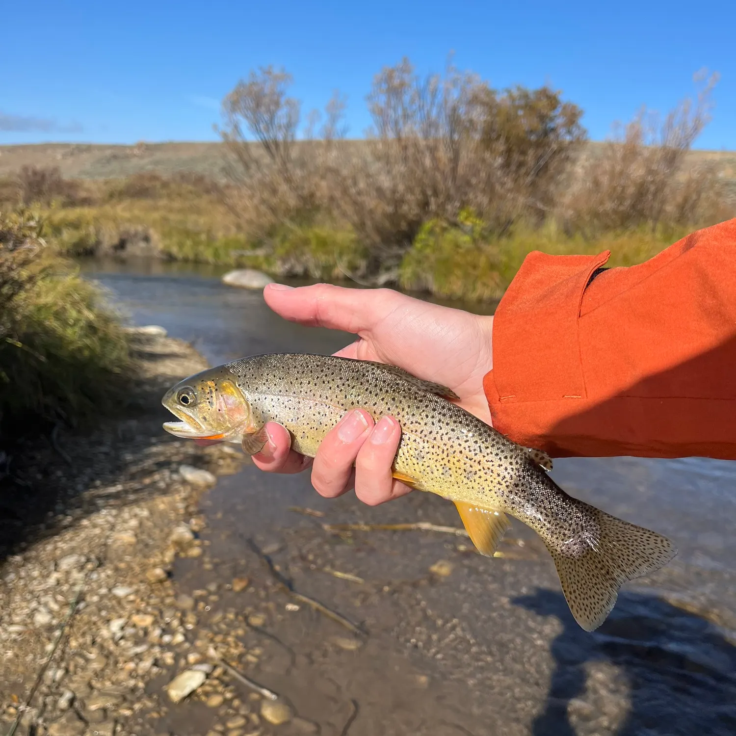 Cutthroat trout caught on Fishbrain
